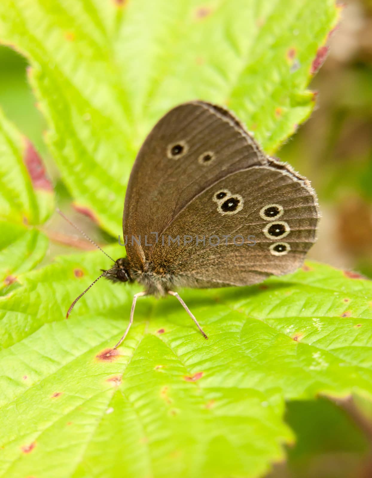 beautiful brown spotted butterfly close up in summer on leaf gathering