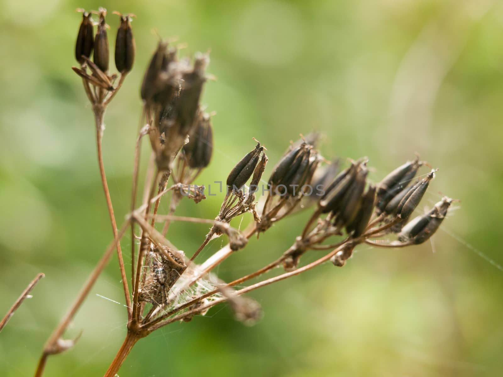 selective focus on dead ends of a flower in meadow summer