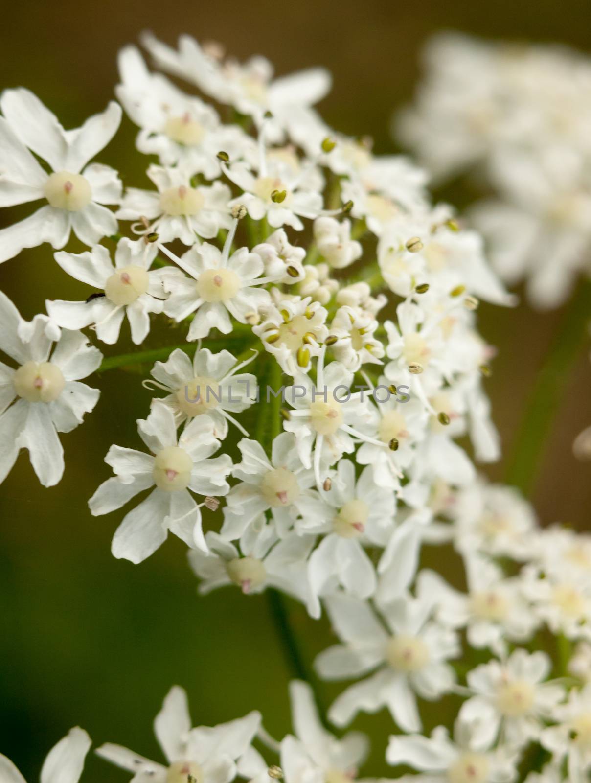 macro fresh new creamy white flower heads inspiring