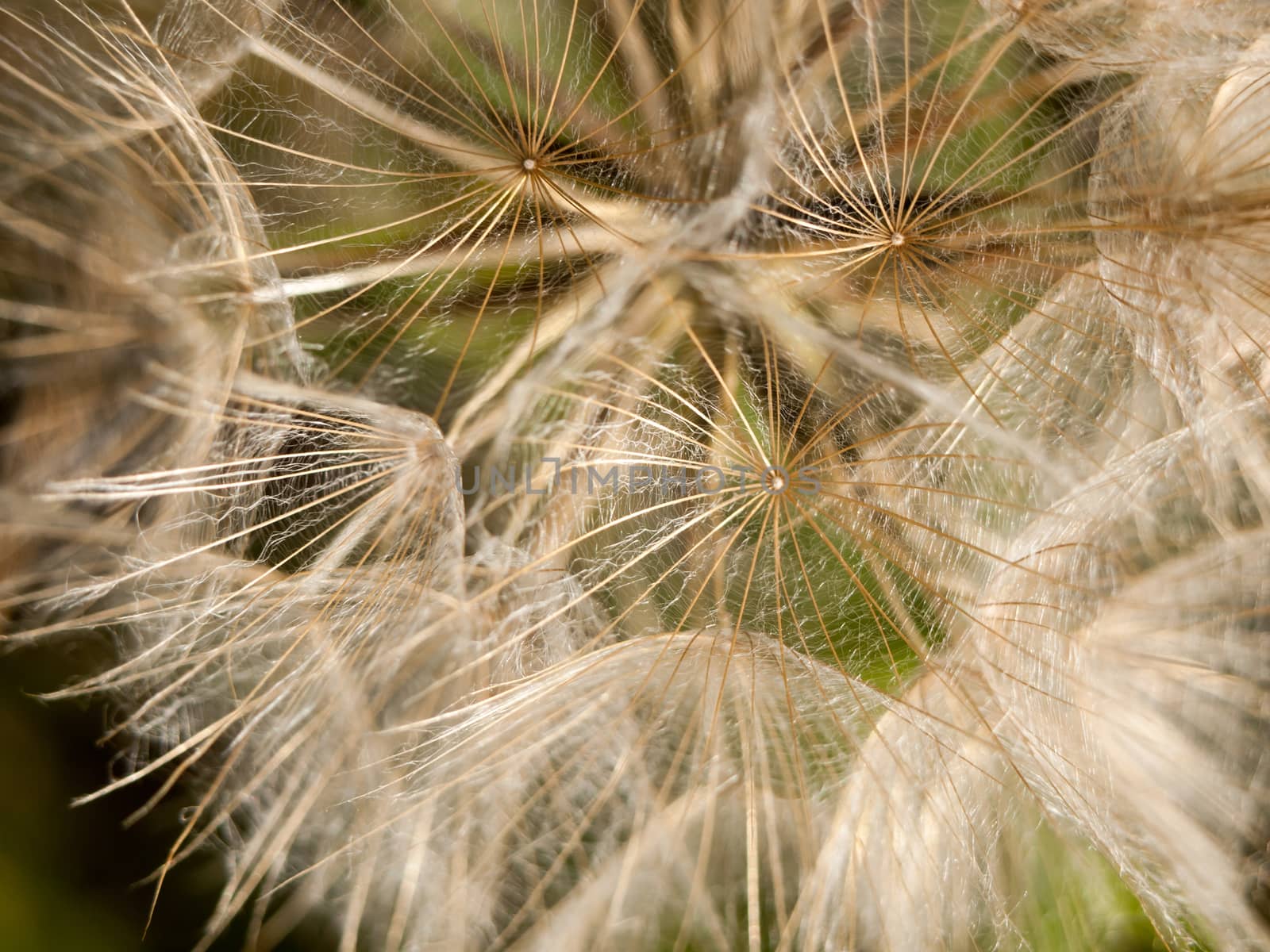close up detail of white dandelion flower heads