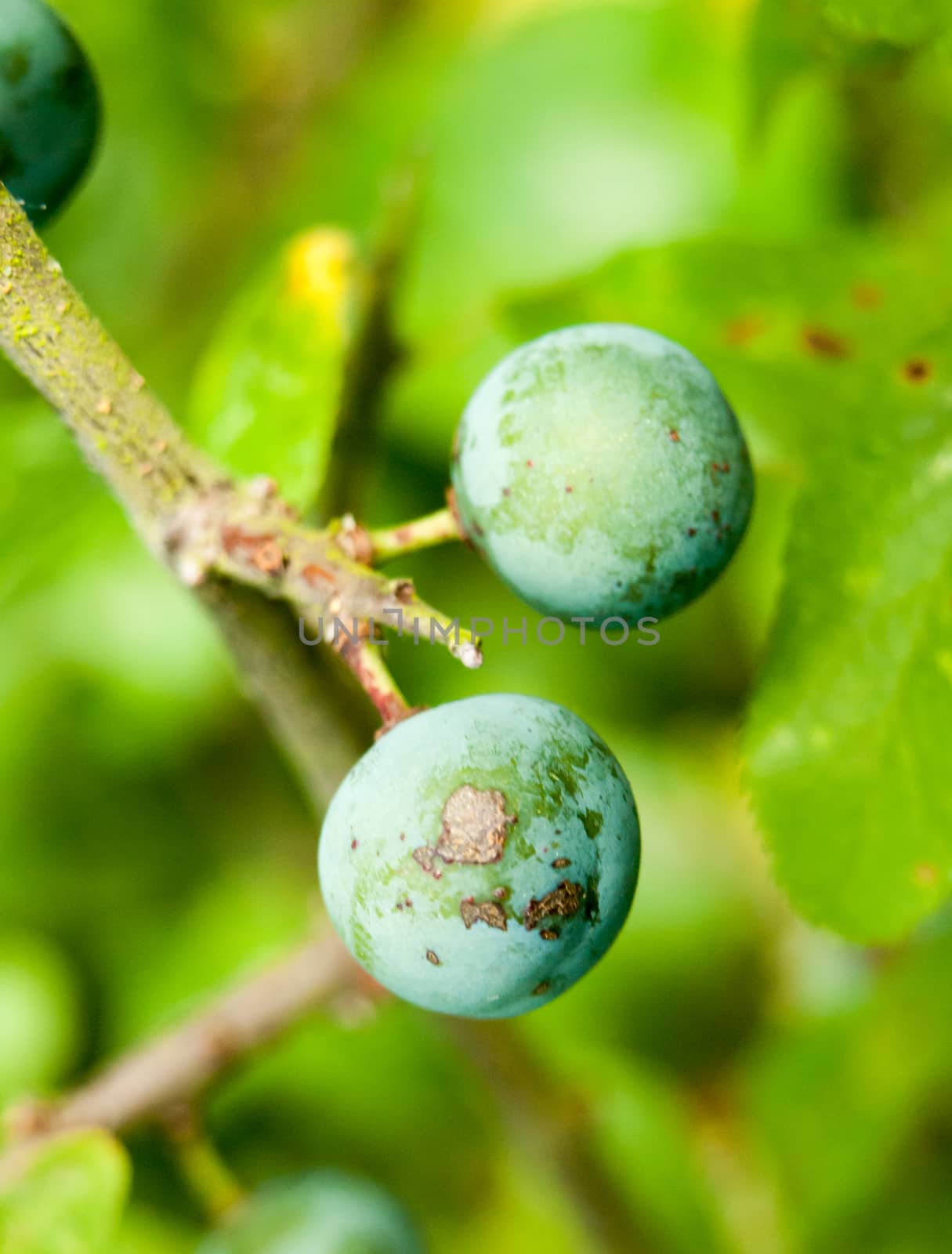 wild berries outside close up on a shrub fresh and new produce