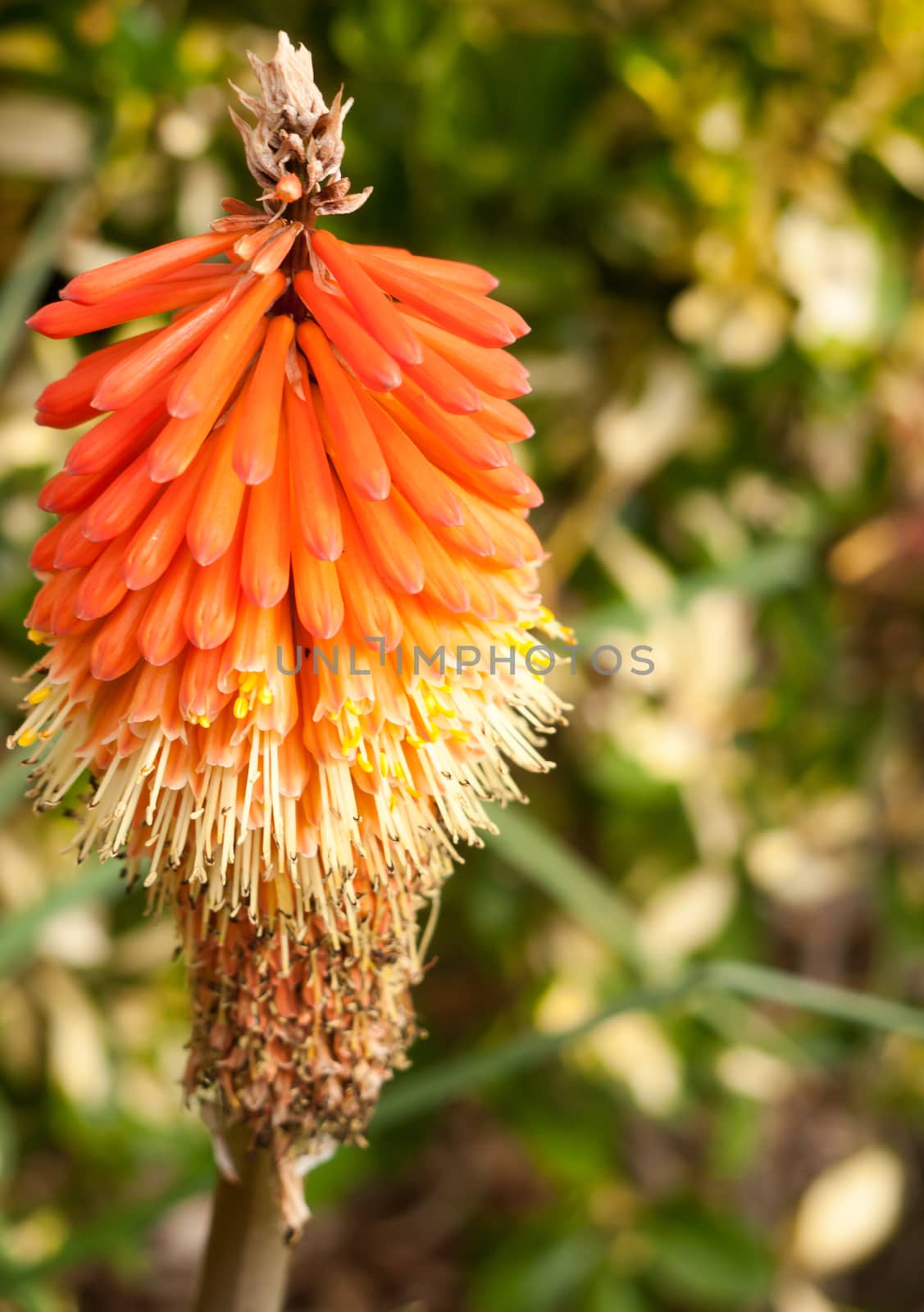 interesting pattern and texture bright and vibrant colours striking