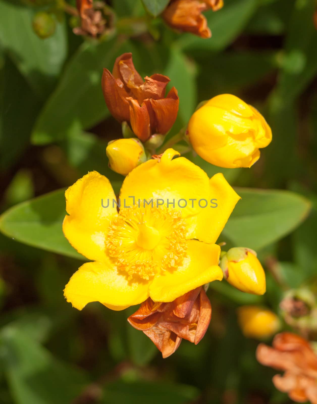 growing yellow gorgeous plant flower head and petals fresh and new