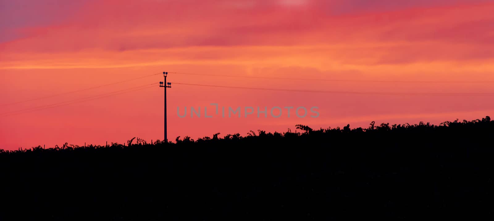 Silhouette of an energy pylon in a pink sunset. nobody. outdoor shot