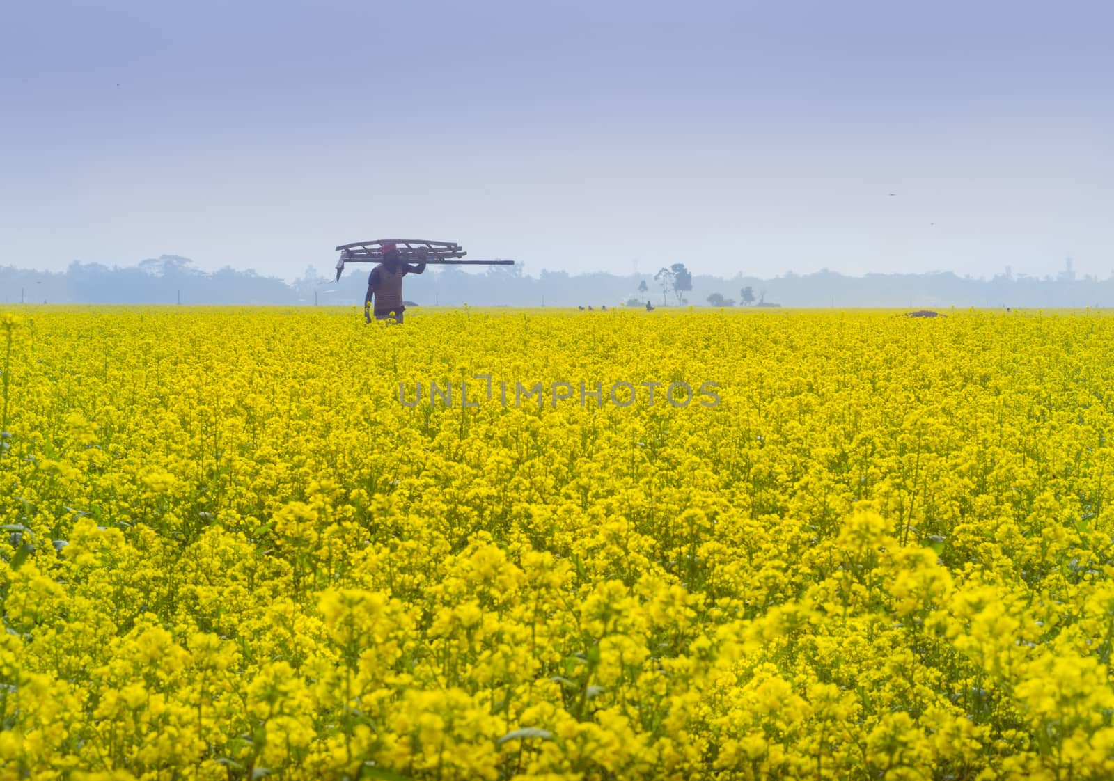 Beautiful yellow mustard flowers in a gorgeous field, Golden flowering canola field under a blue sky before harvest,