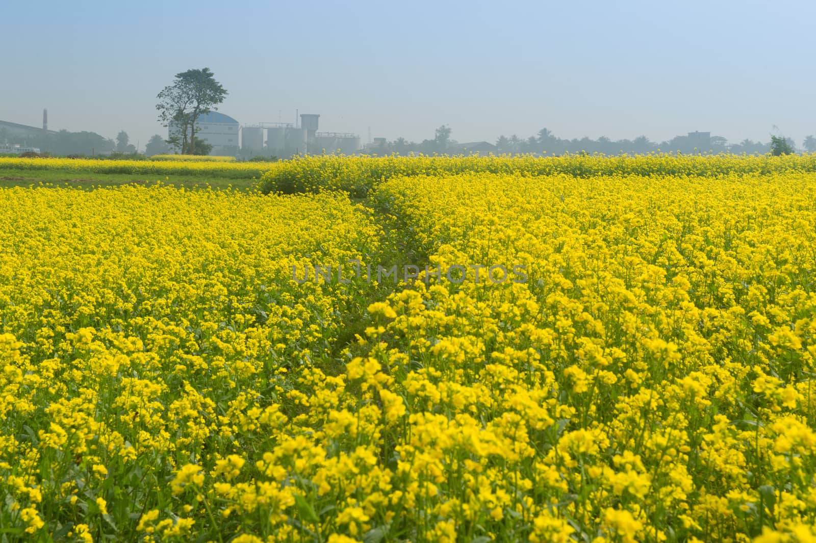 Beautiful yellow mustard flowers in a gorgeous field, Golden flowering canola field under a blue sky before harvest,