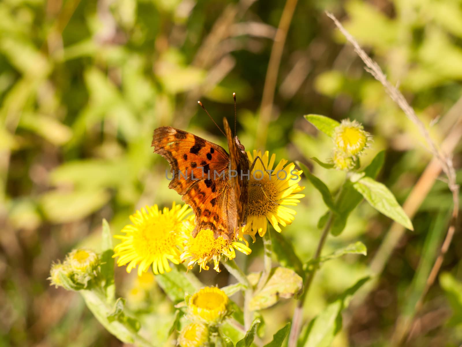 a small comma butterfly resting upon a yellow flower outside; Essex; UK