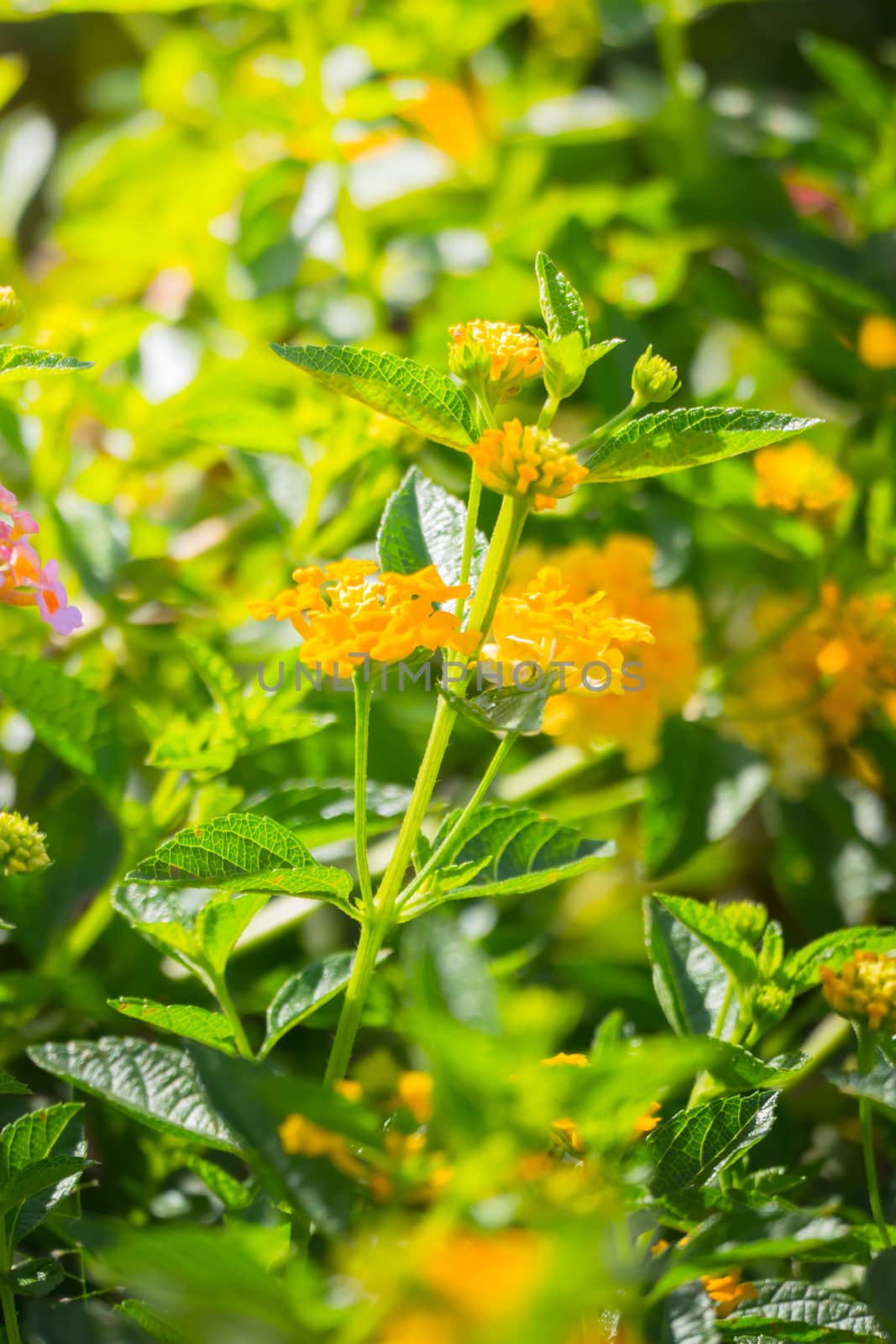 The background image of the colorful flowers by teerawit