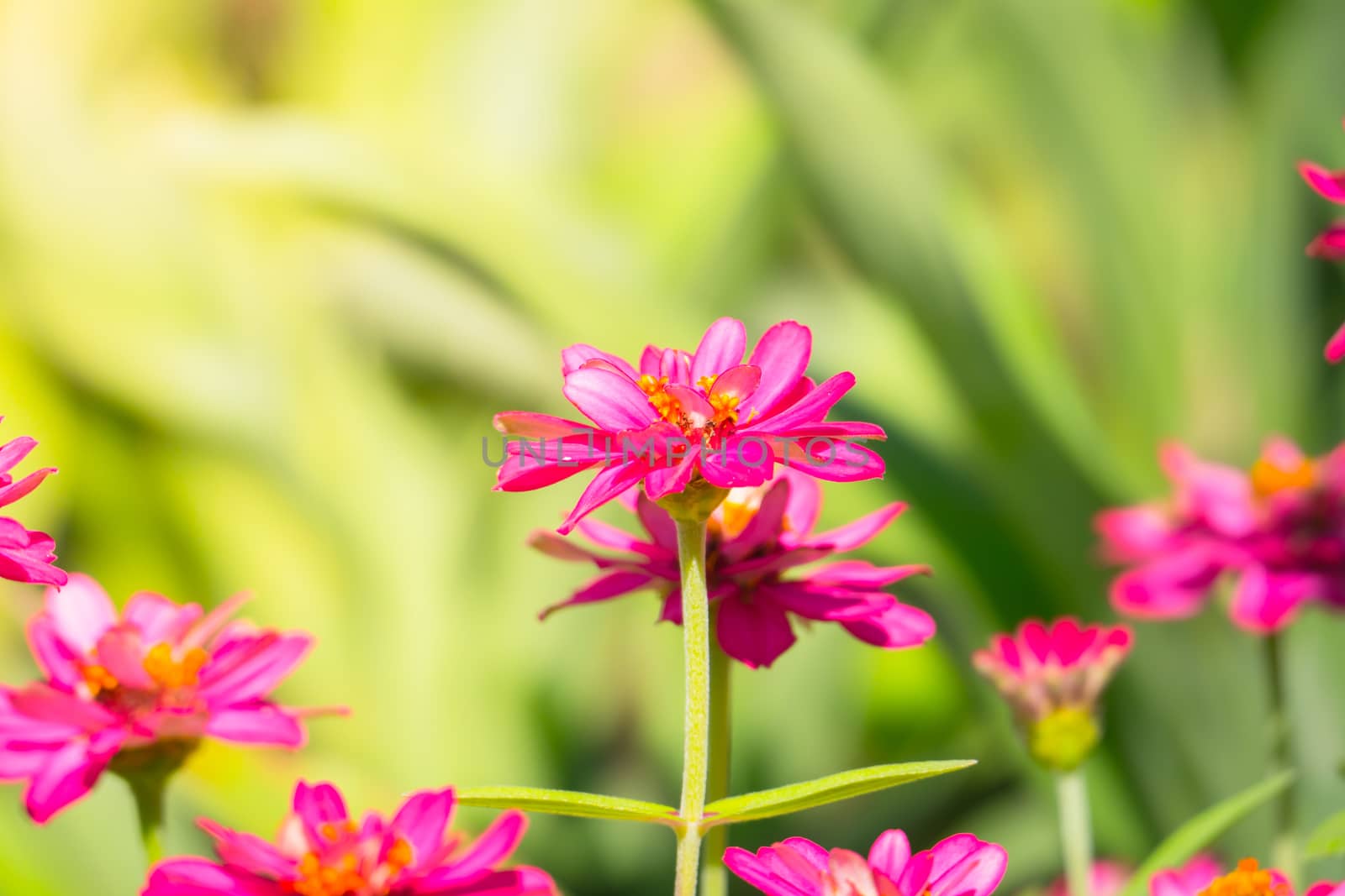 The background image of the colorful flowers by teerawit