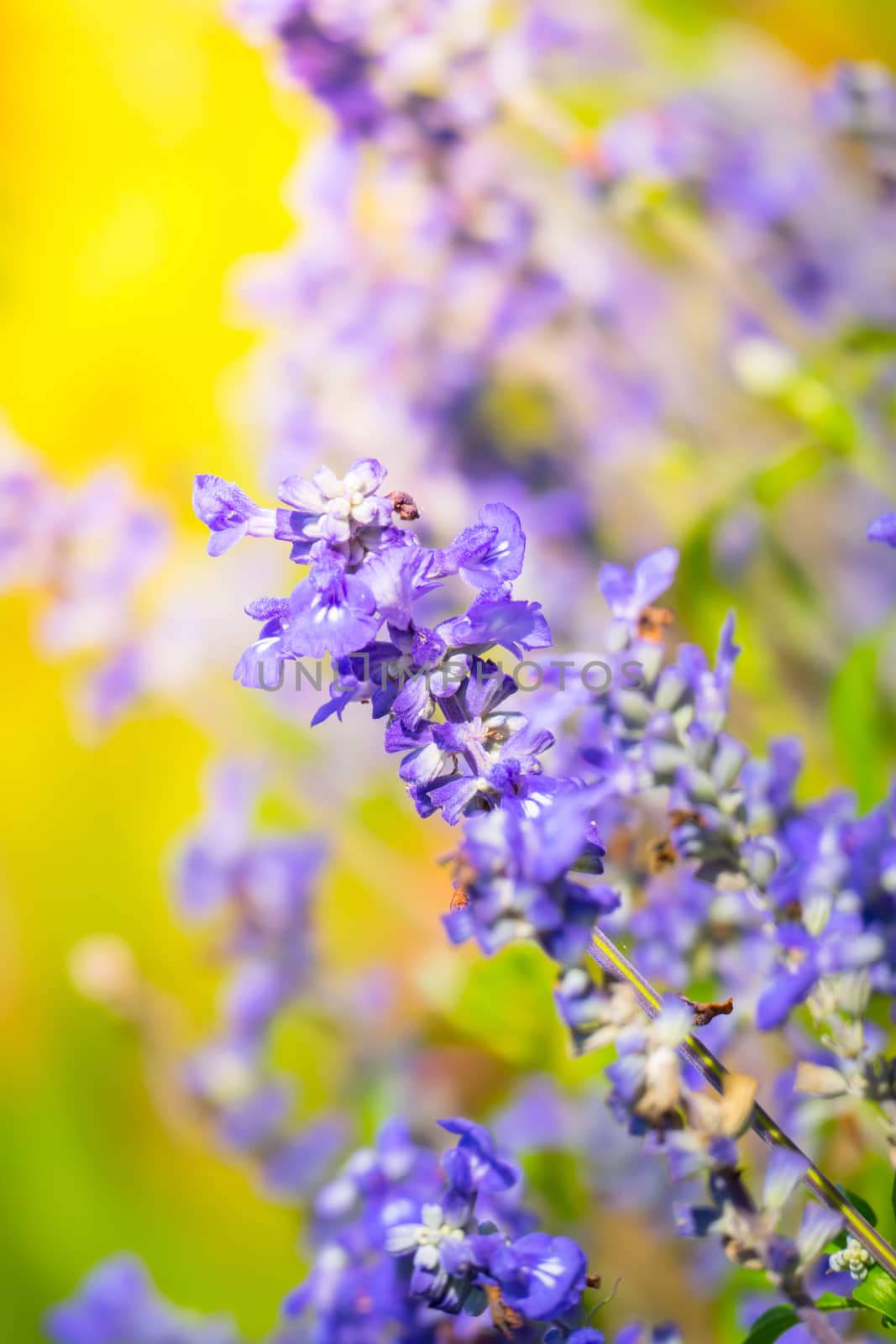 The background image of the colorful flowers by teerawit