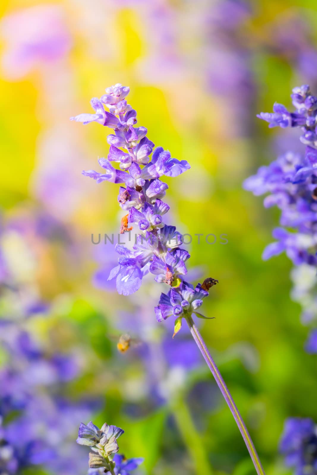 The background image of the colorful flowers by teerawit