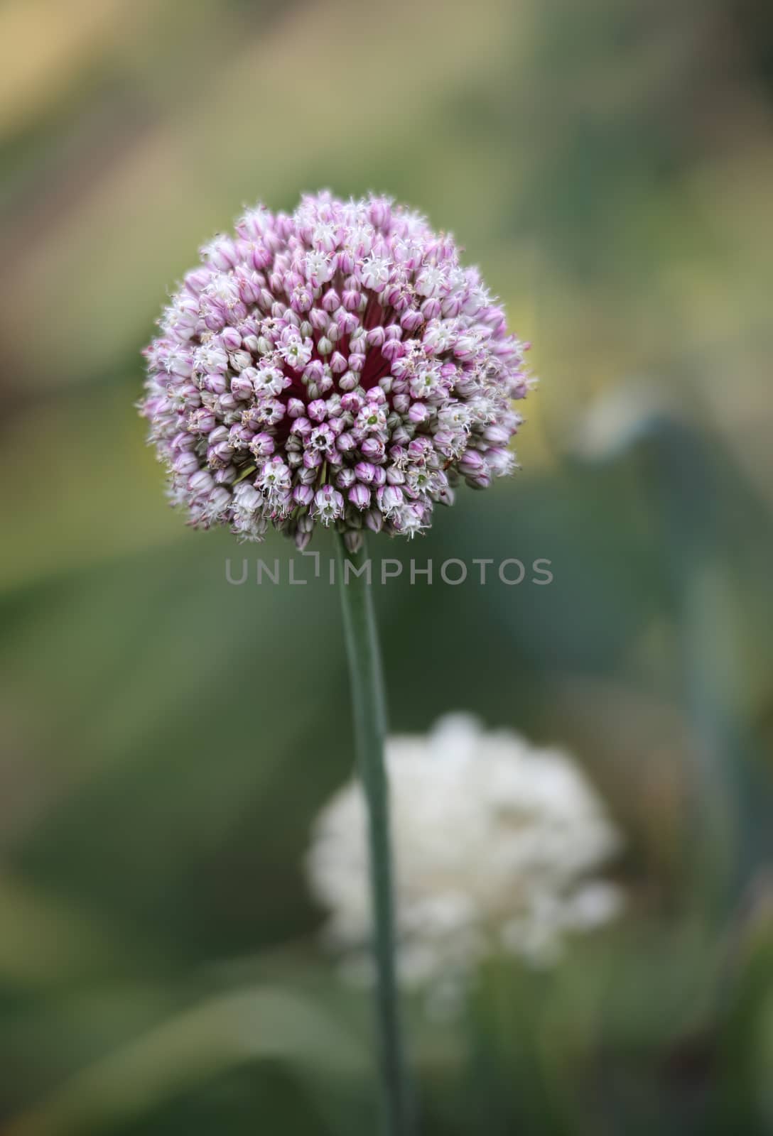 Beautiful allium flower blooming in the garden