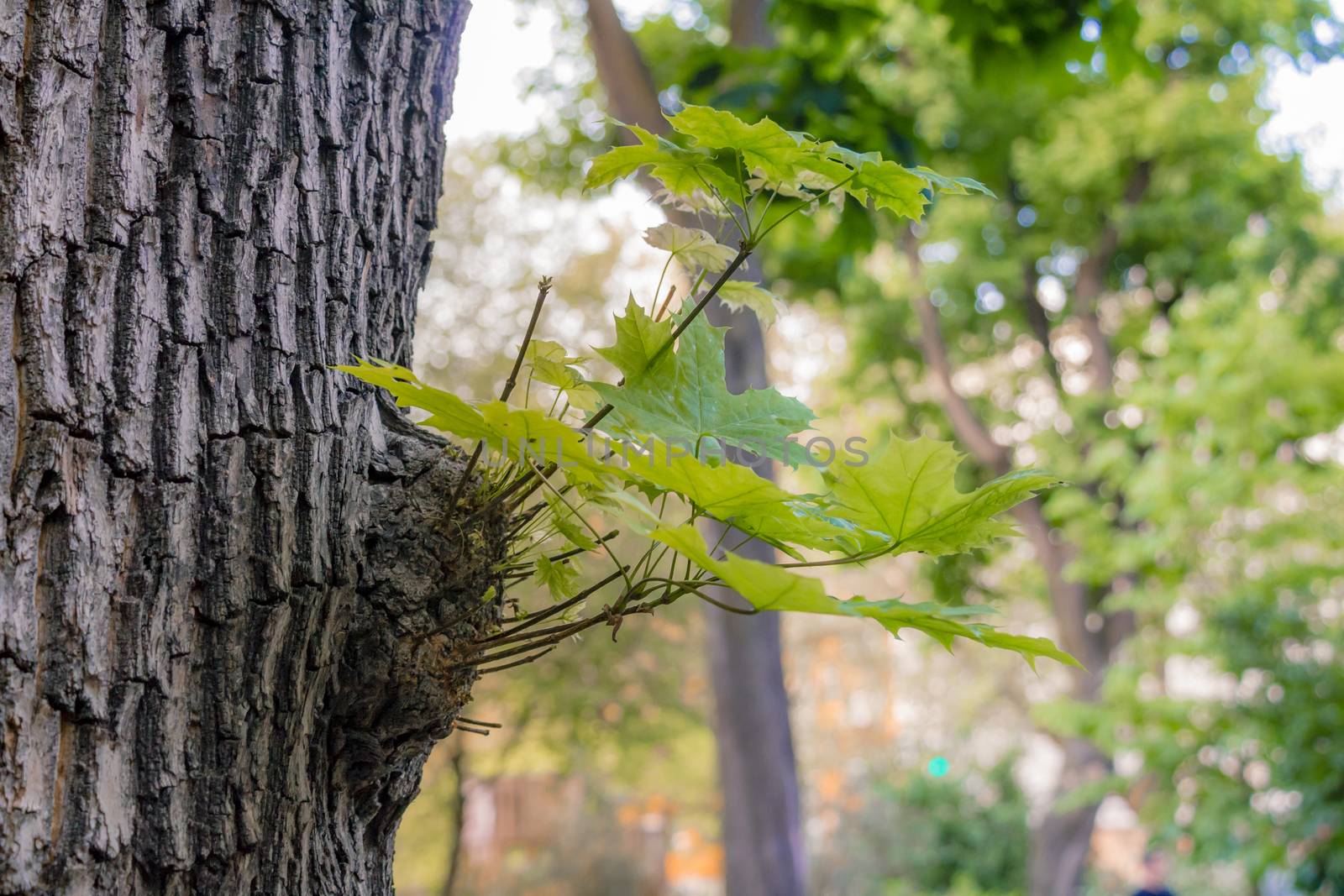 Trunk of tree with leaf buds on forest.