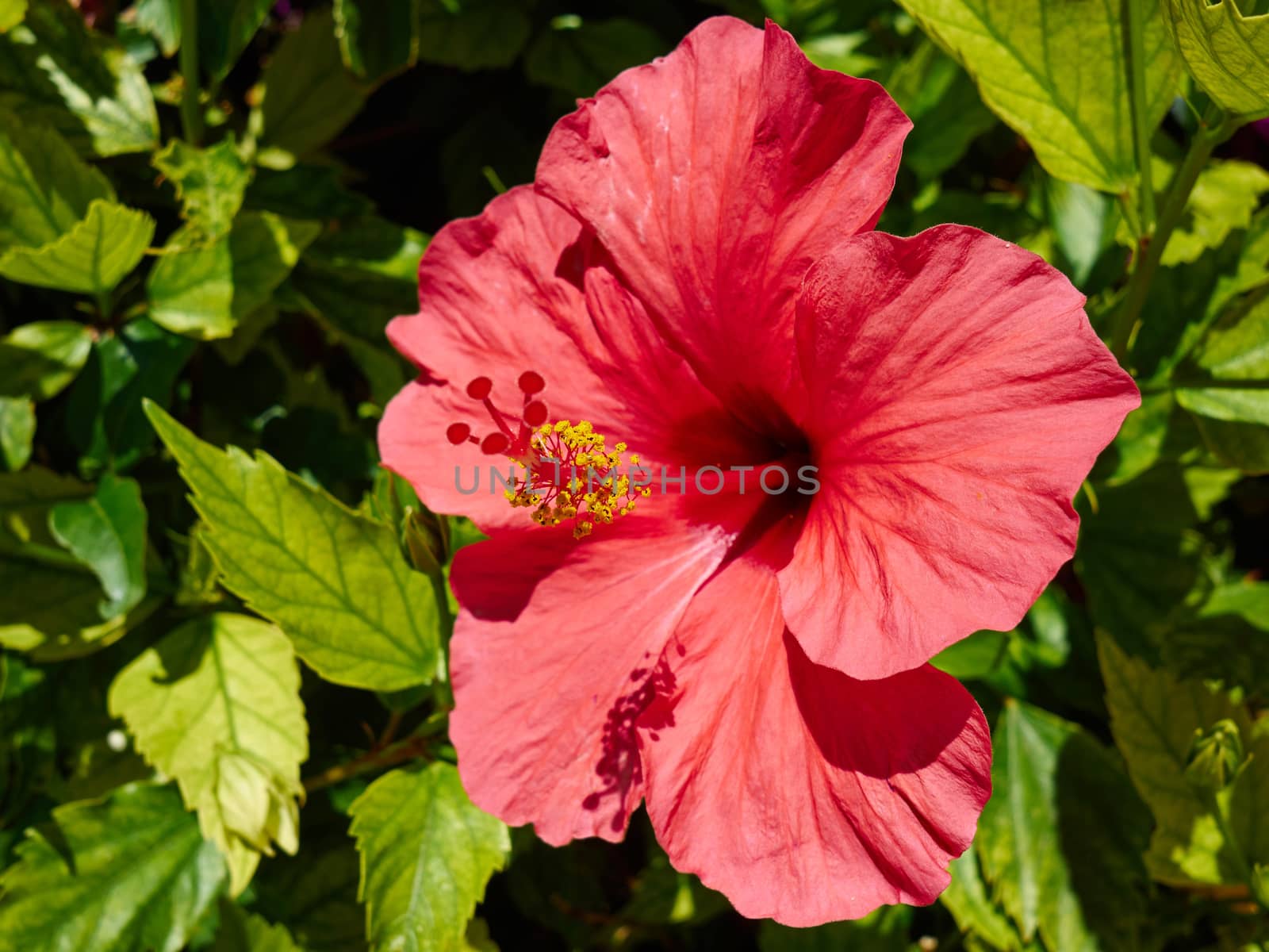 Beautiful Red blooming Hibiscus flower  by Ronyzmbow