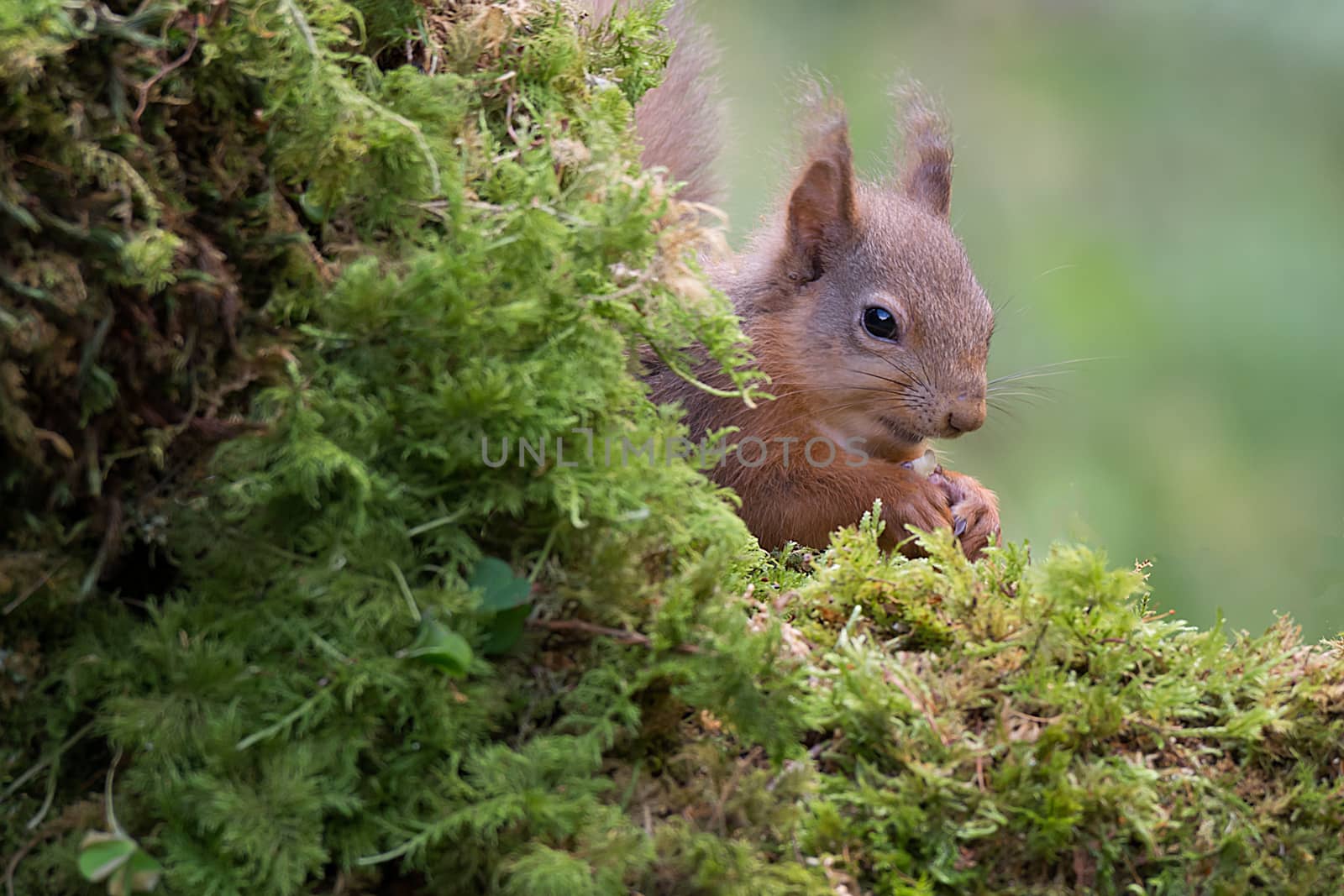 Close up of a shy red squirrel with its head just showing from behind a log and eating a nut