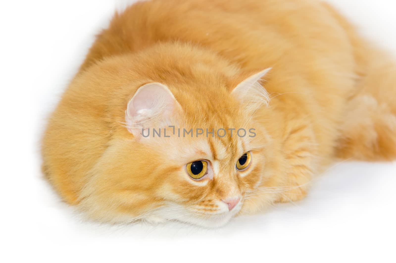 Furry red cat sat down and focused on a white background close-up
