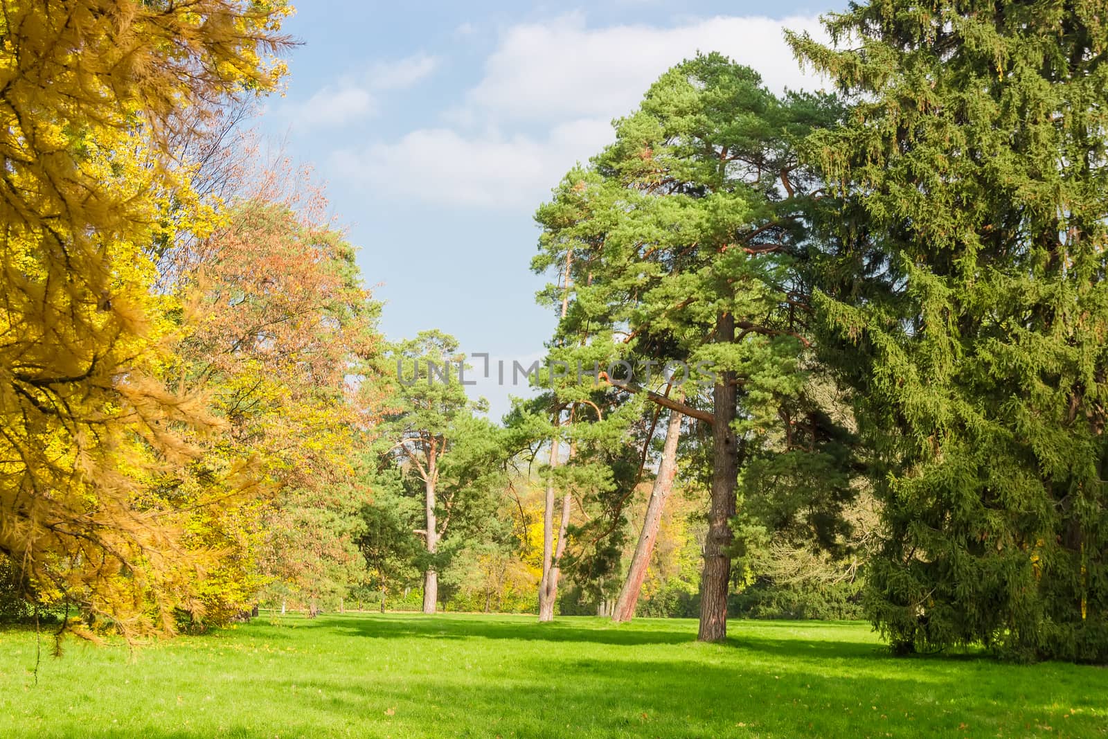 Large glade in the park, covered grass among a conifers and deciduous trees in autumn day 
