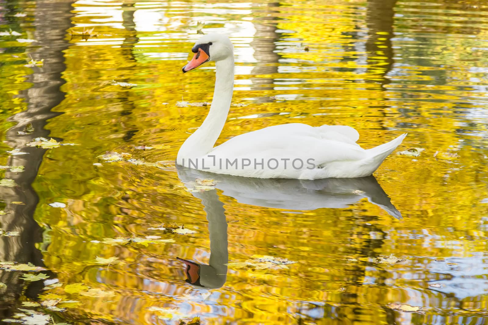 White swan floating on the pond among a golden fallen leaves
