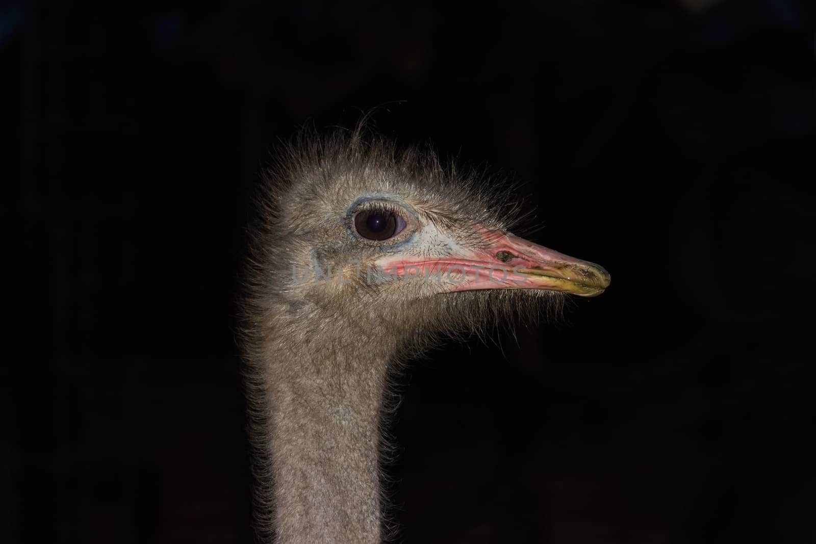 Ostrich head close-up on a dark background by anmbph