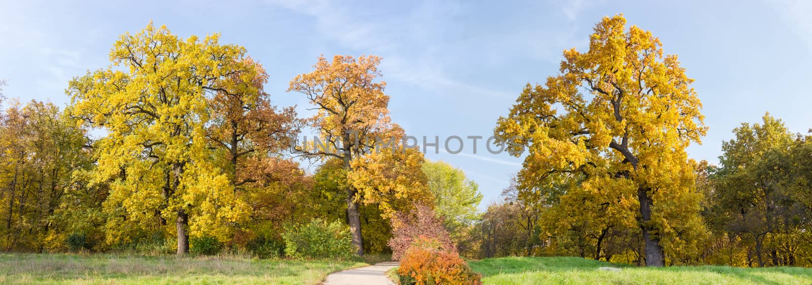 Panorama of the park with old oaks with yellowed leaves at the edge of a glade and the path in the middle at autumn evening
