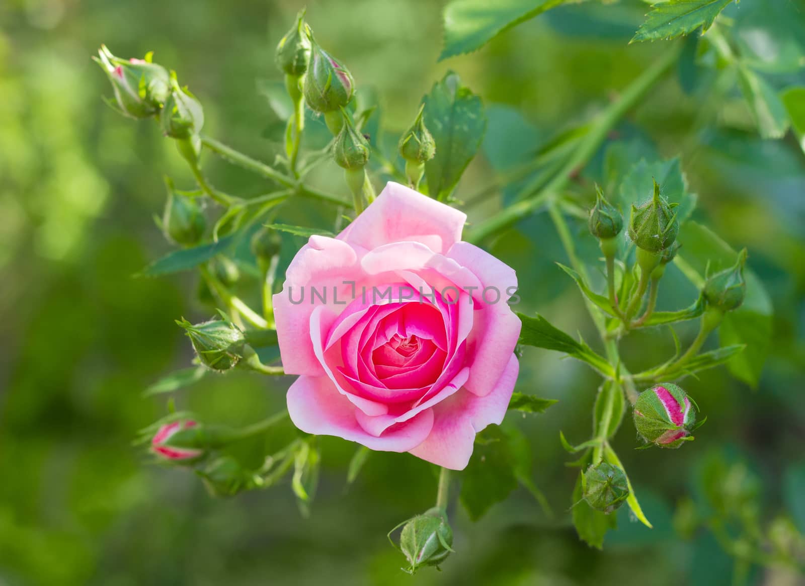 Branch with one pink flower and several buds of the Bourbon rose on the blurred background of a rose bush
