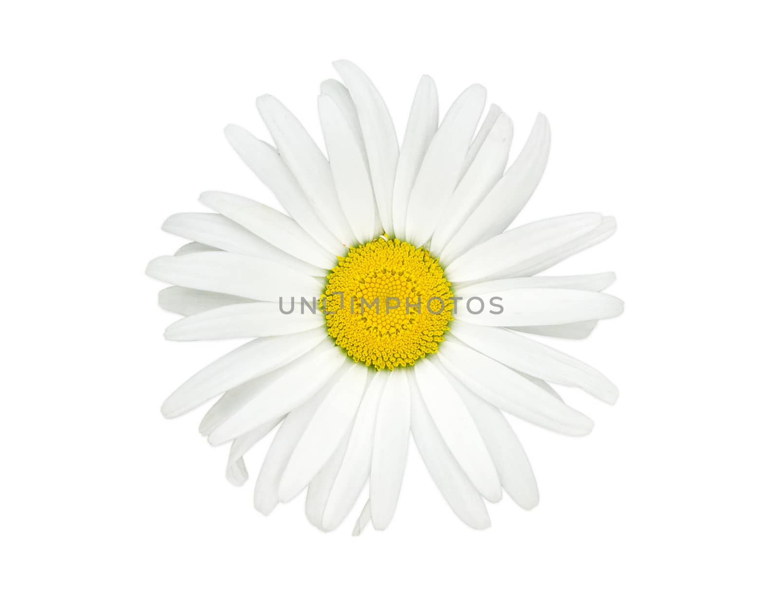 Top view of the flower of the oxeye daisy on a light background closeup
