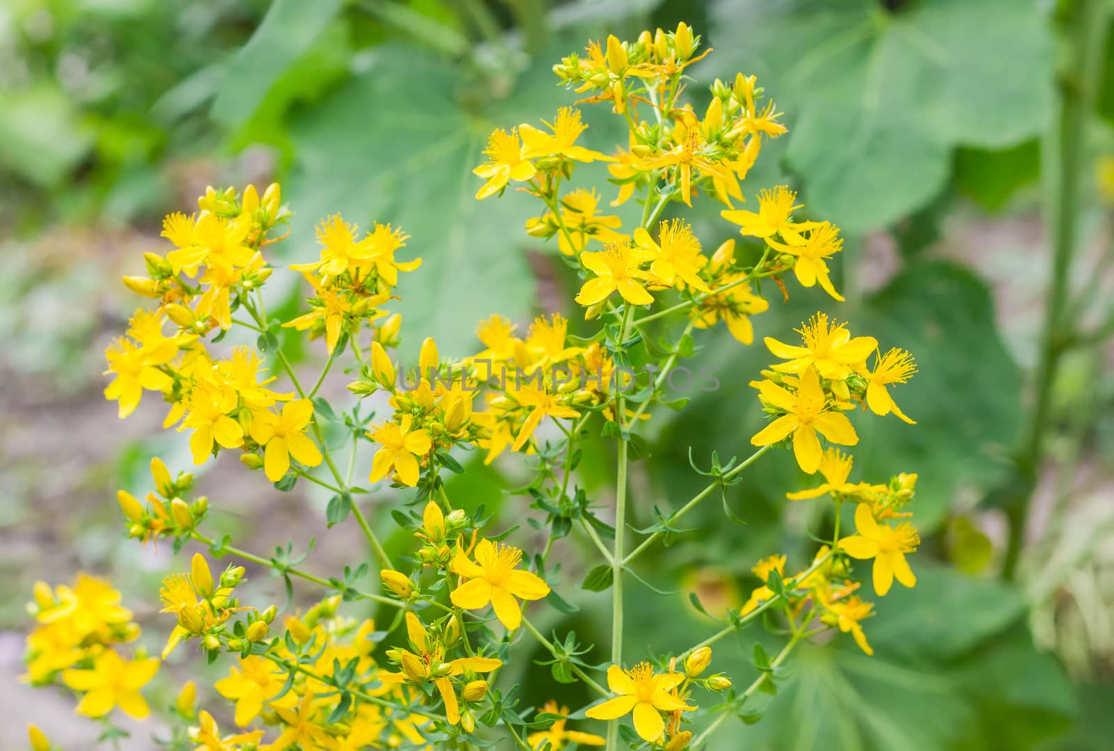 Stem of the St John's wort with yellow flowers on a blurred background
