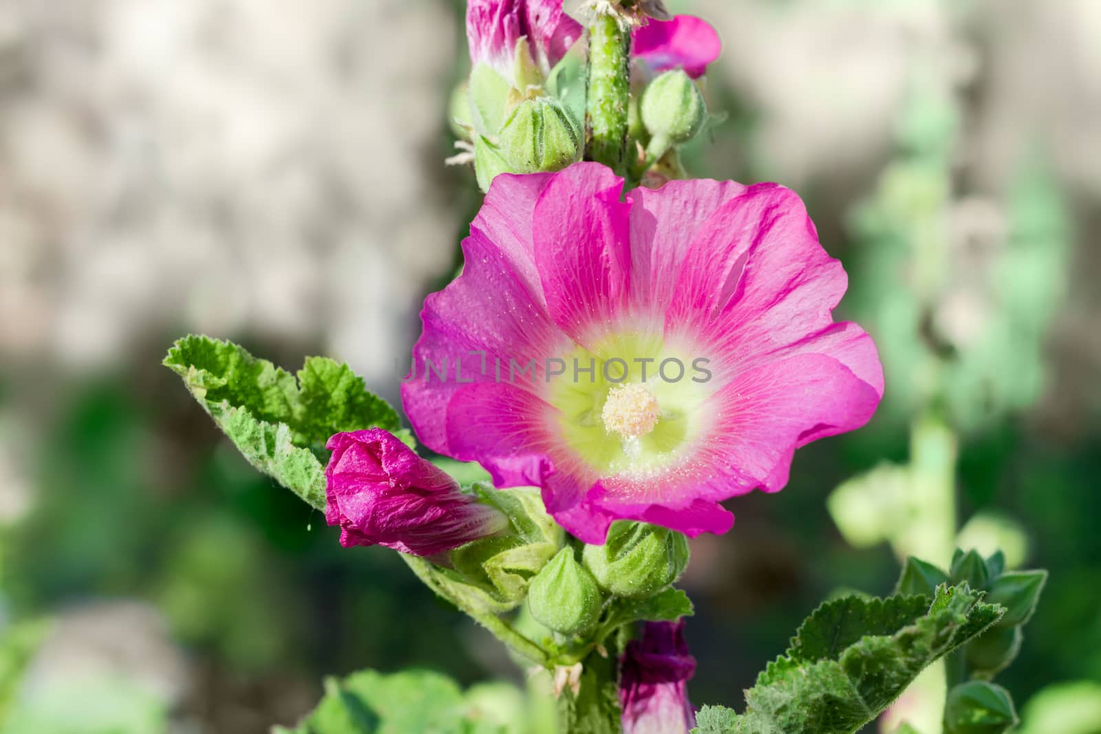 Stalk of the mallow with purple flower on a blurred background
