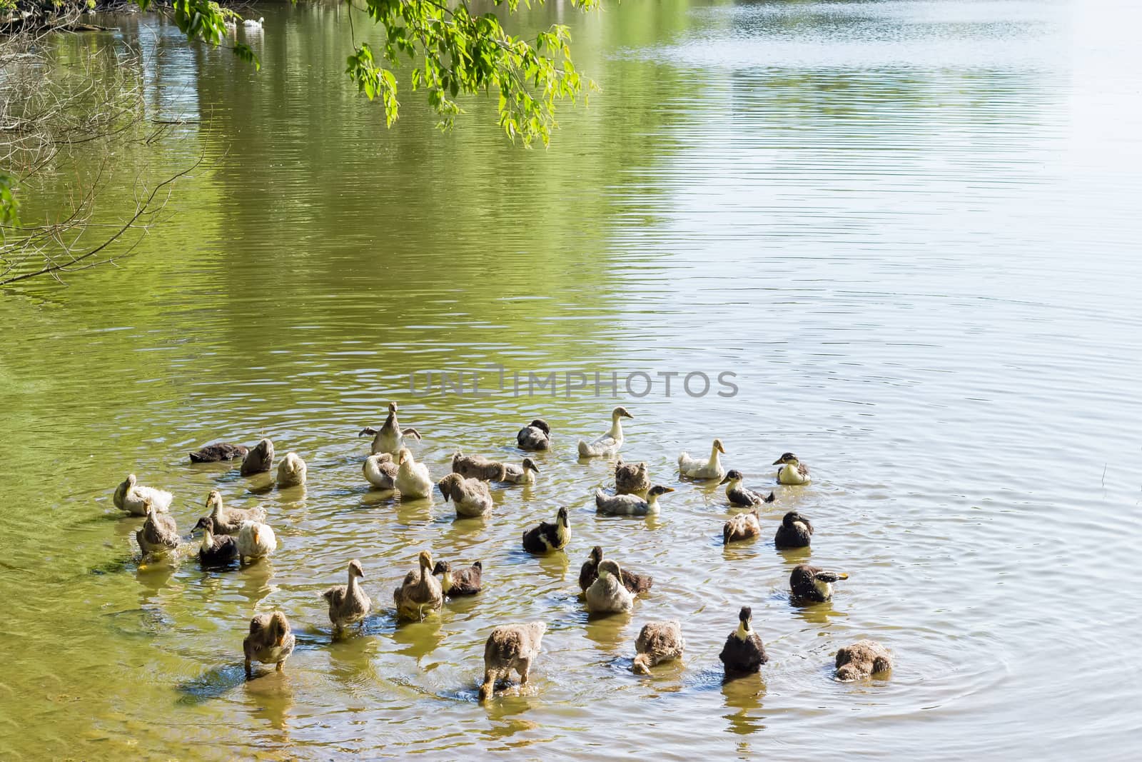 Group of the goslings of a domestic gray geese and domestic ducklings bathe in pond
