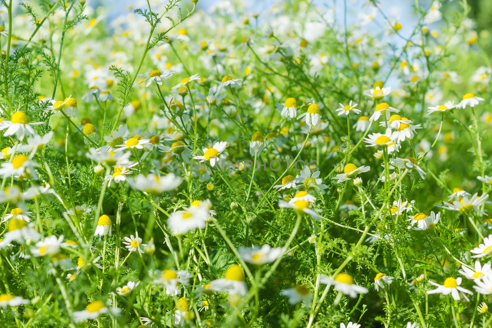 Background of the chamomiles on a meadow  closeup
