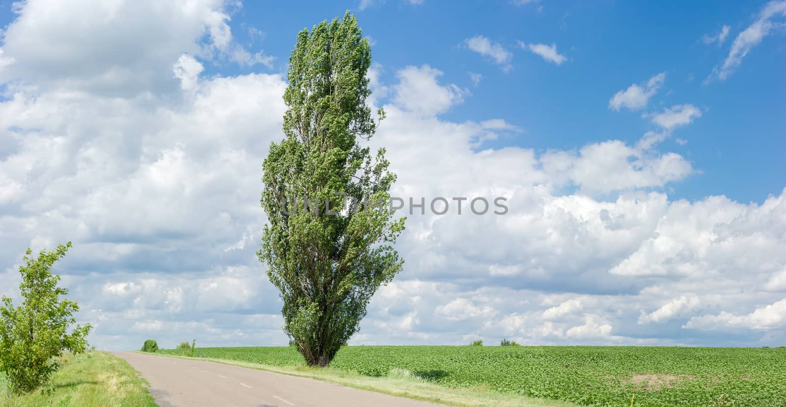 Solitary black poplar on the roadside of a rural road among the fields in summer in windy weather
