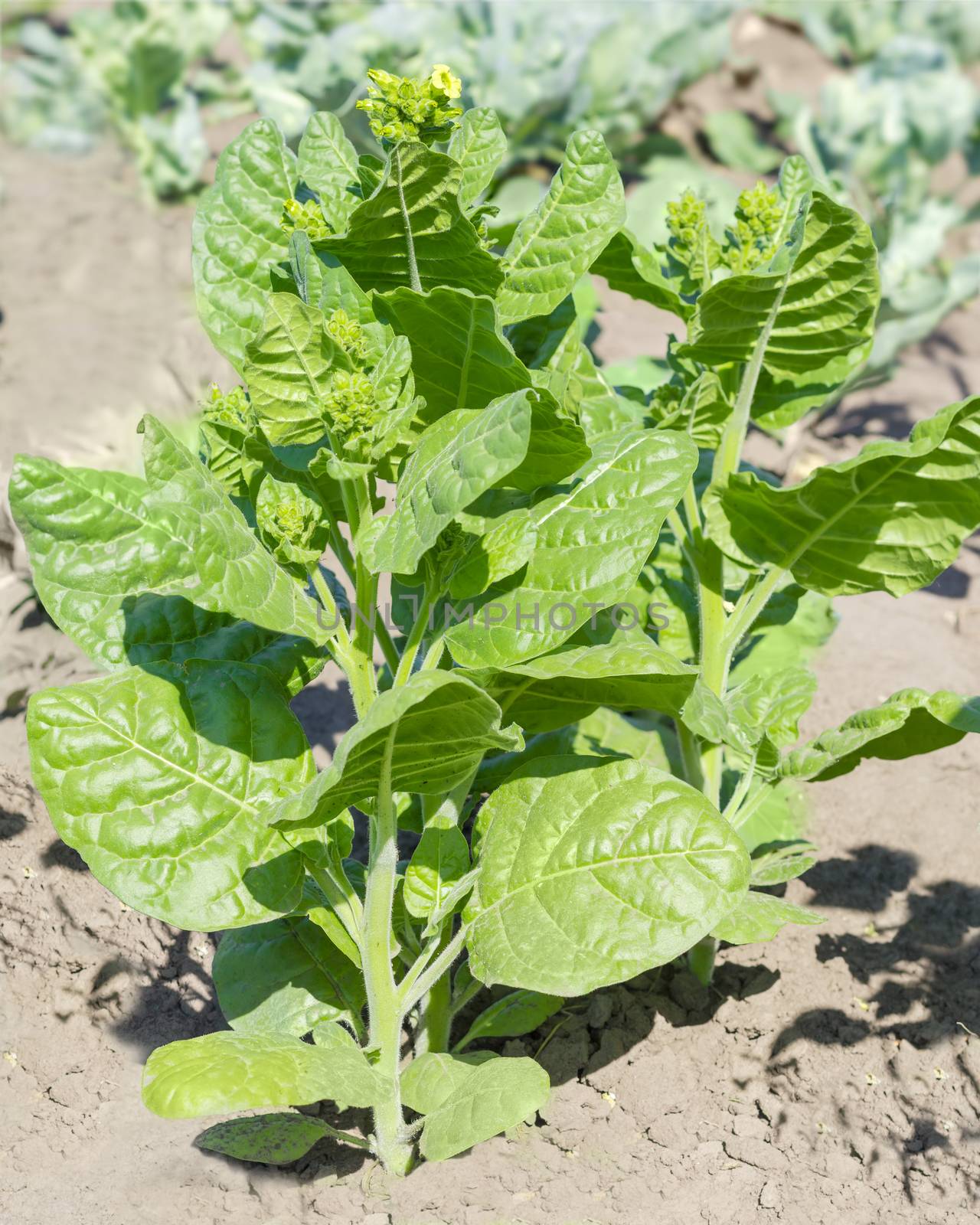 Two stems of tobacco with young leaves, flowers and buds on a field close-up
