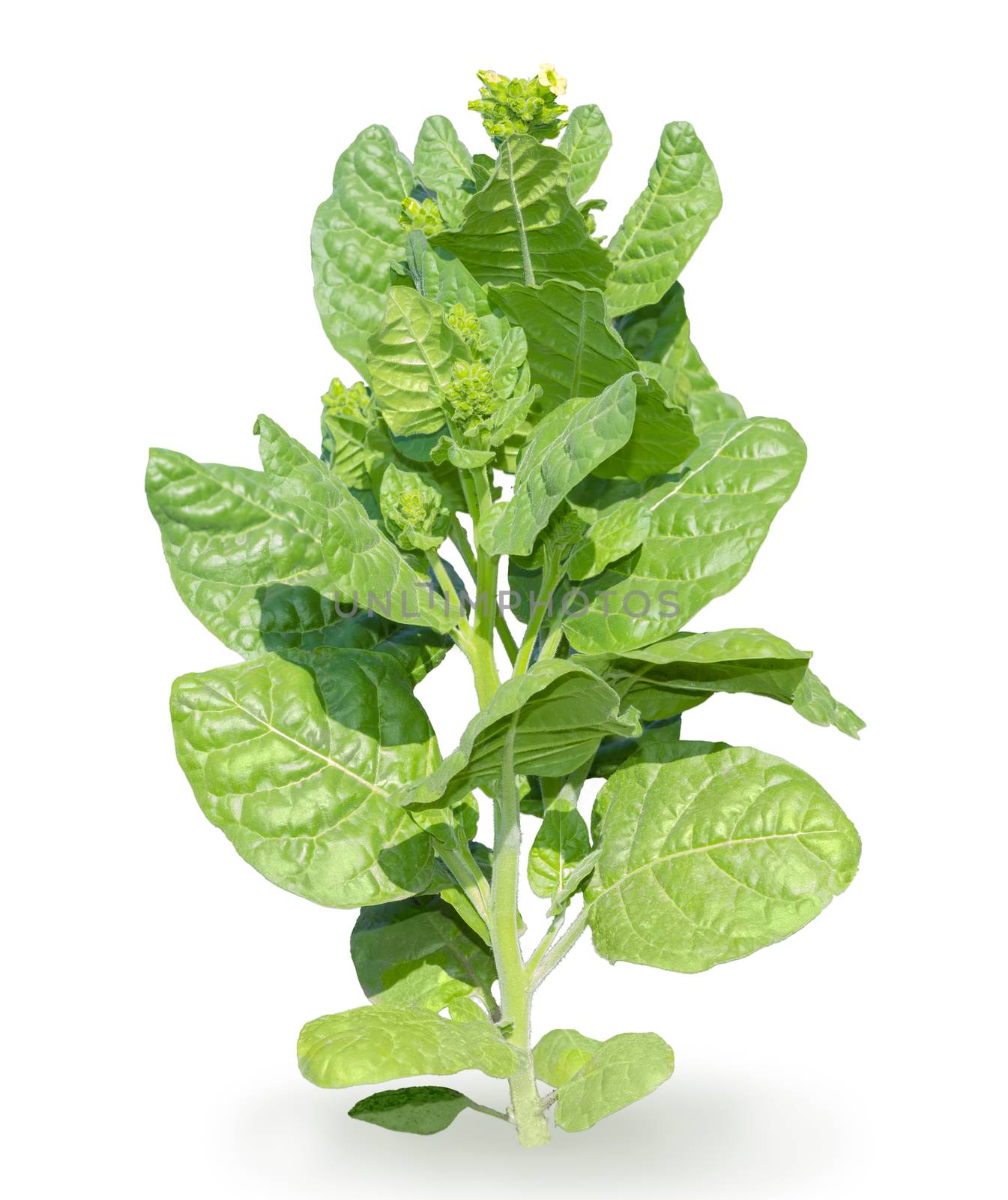 Stem of tobacco with young leaves, flowers and buds on a white background close-up
