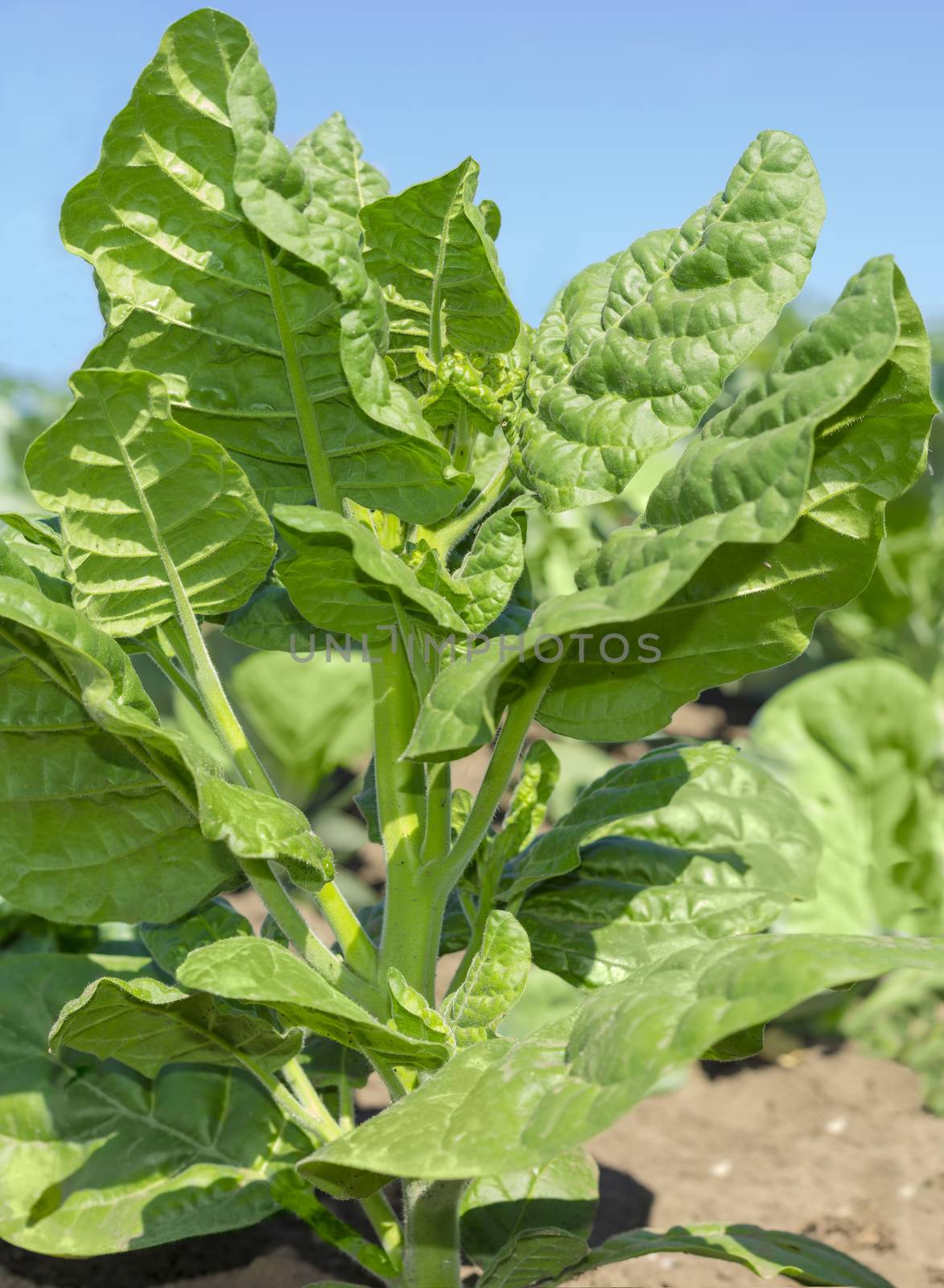 Stem of tobacco on a plantation close-up by anmbph