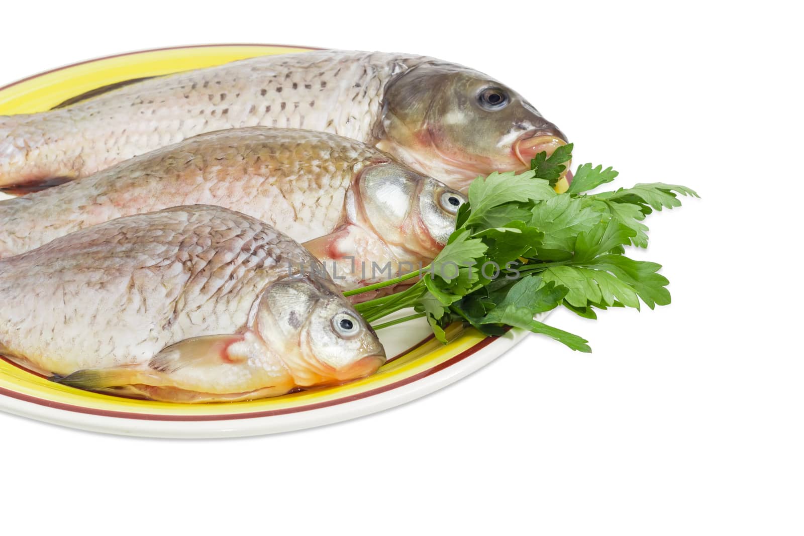 Fragment of a yellow dish with carp and crucians different sizes with peeled scales and prepared for cooking and parsley twigs on a white background

