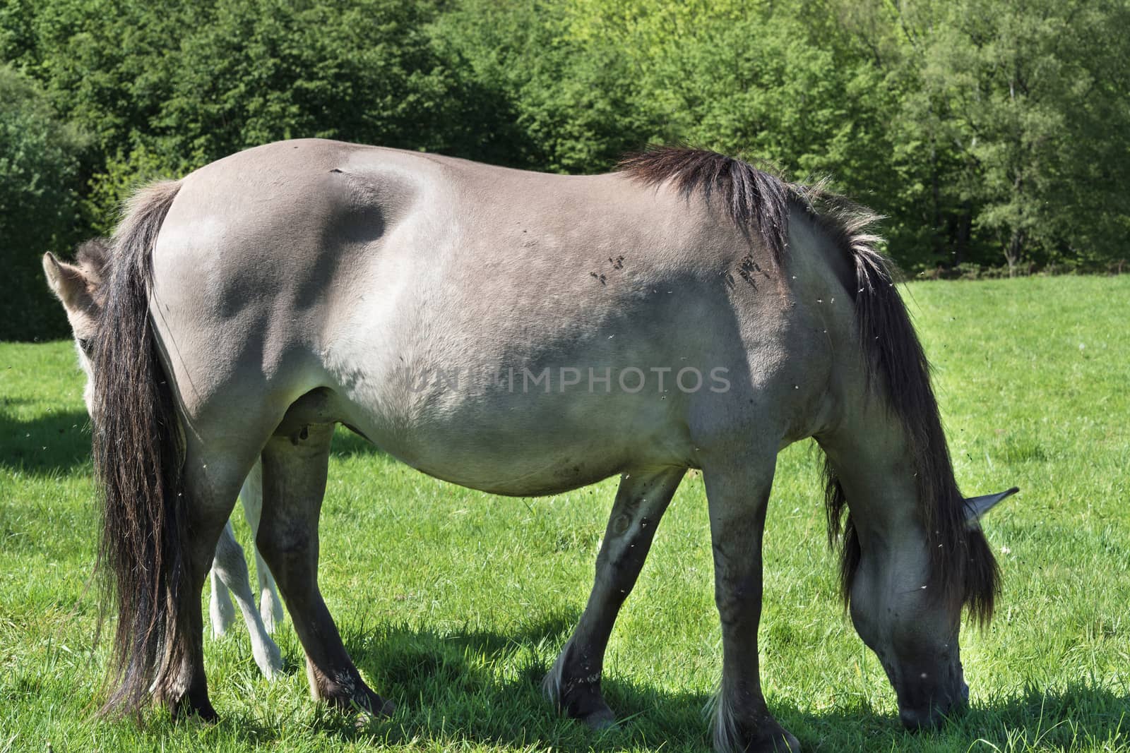 Wild horses in Neandertal. Tarpan is a Eurasian wild horse obtained by re-breeding.