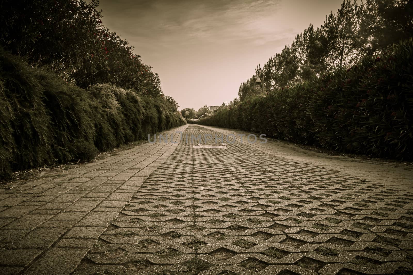 Sepia-colored walkway in the park.