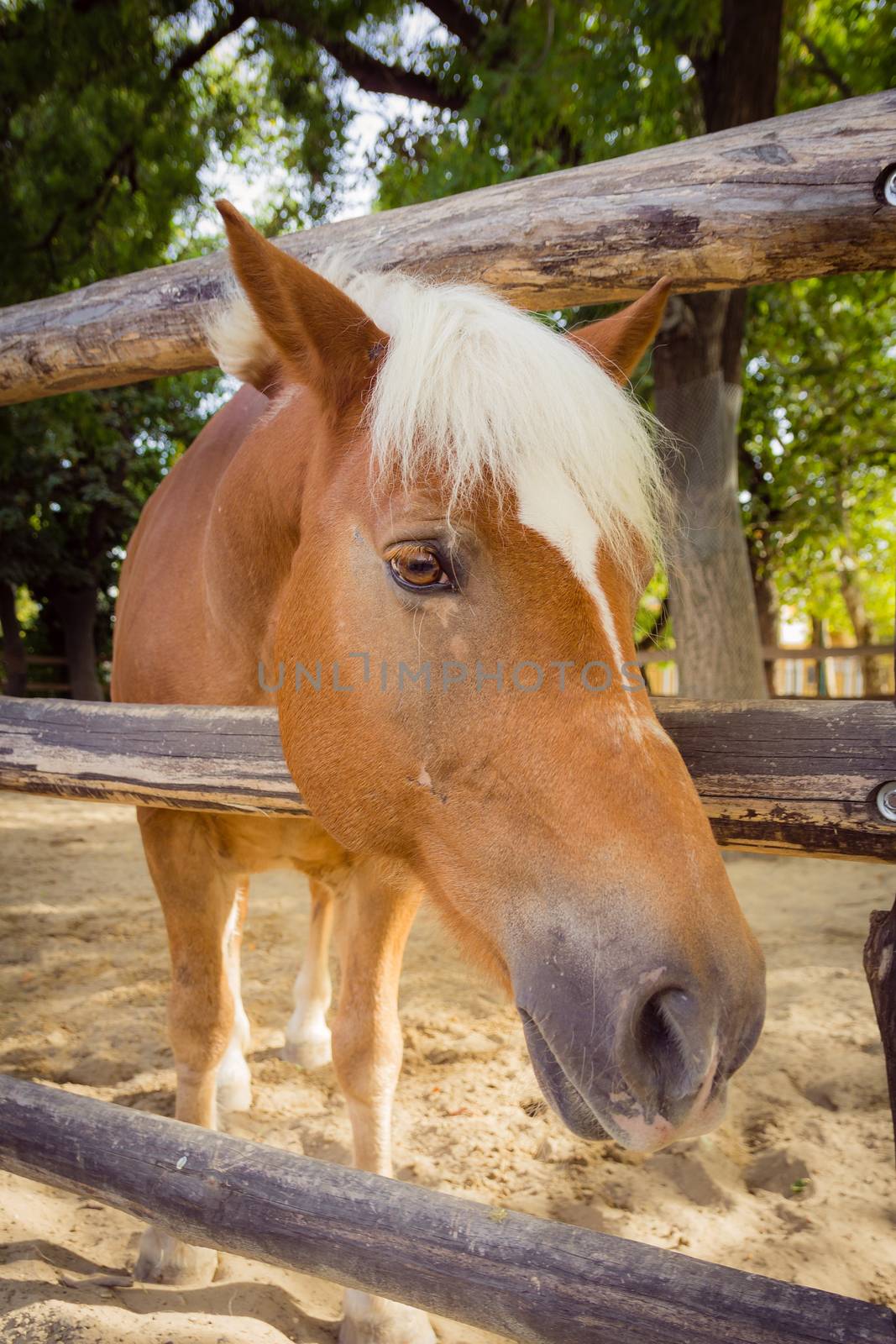 Horse looking to the camera over fence.