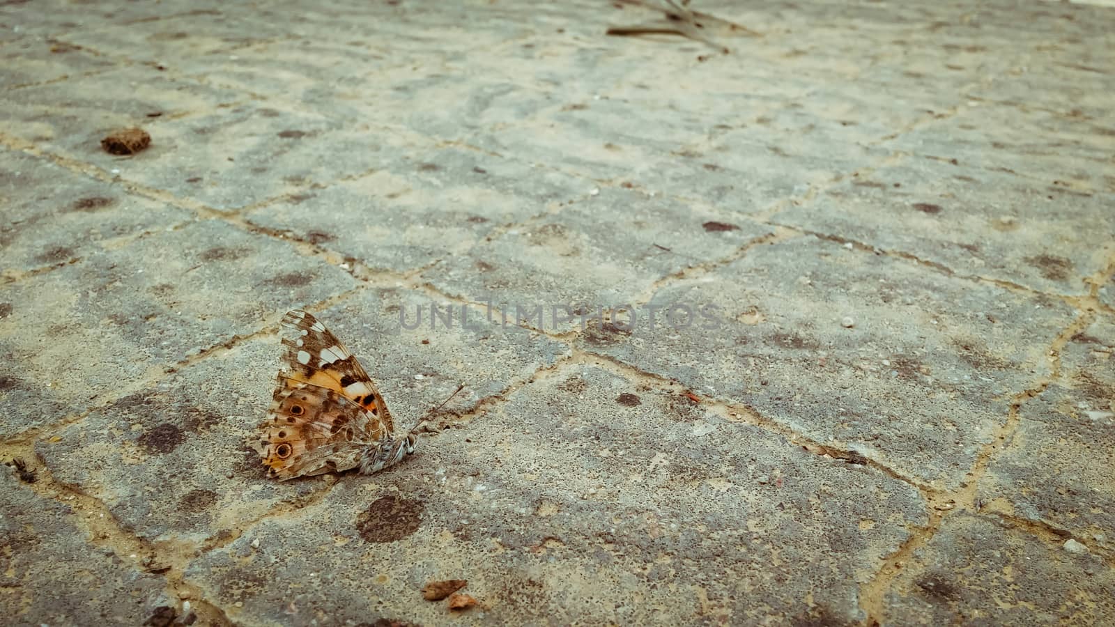 Dead orange butterfly on the pavement.