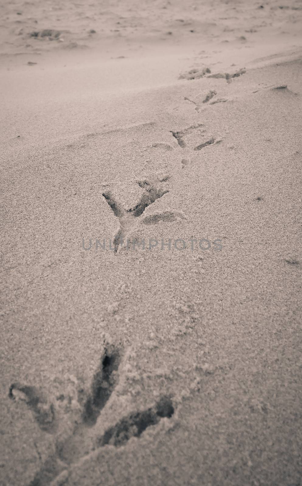 Bird footprints on sand beach.