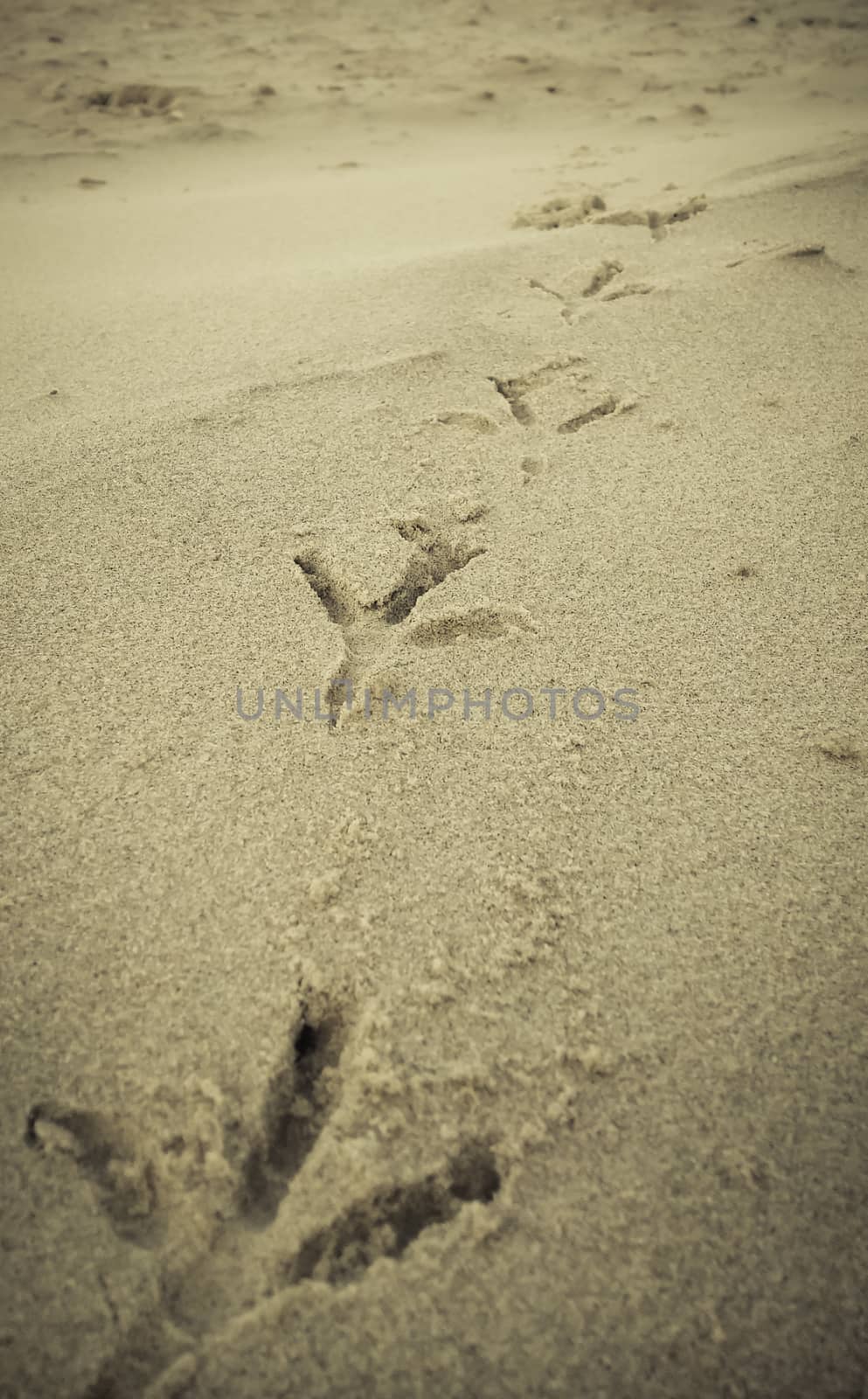 Bird footprints on sand beach.