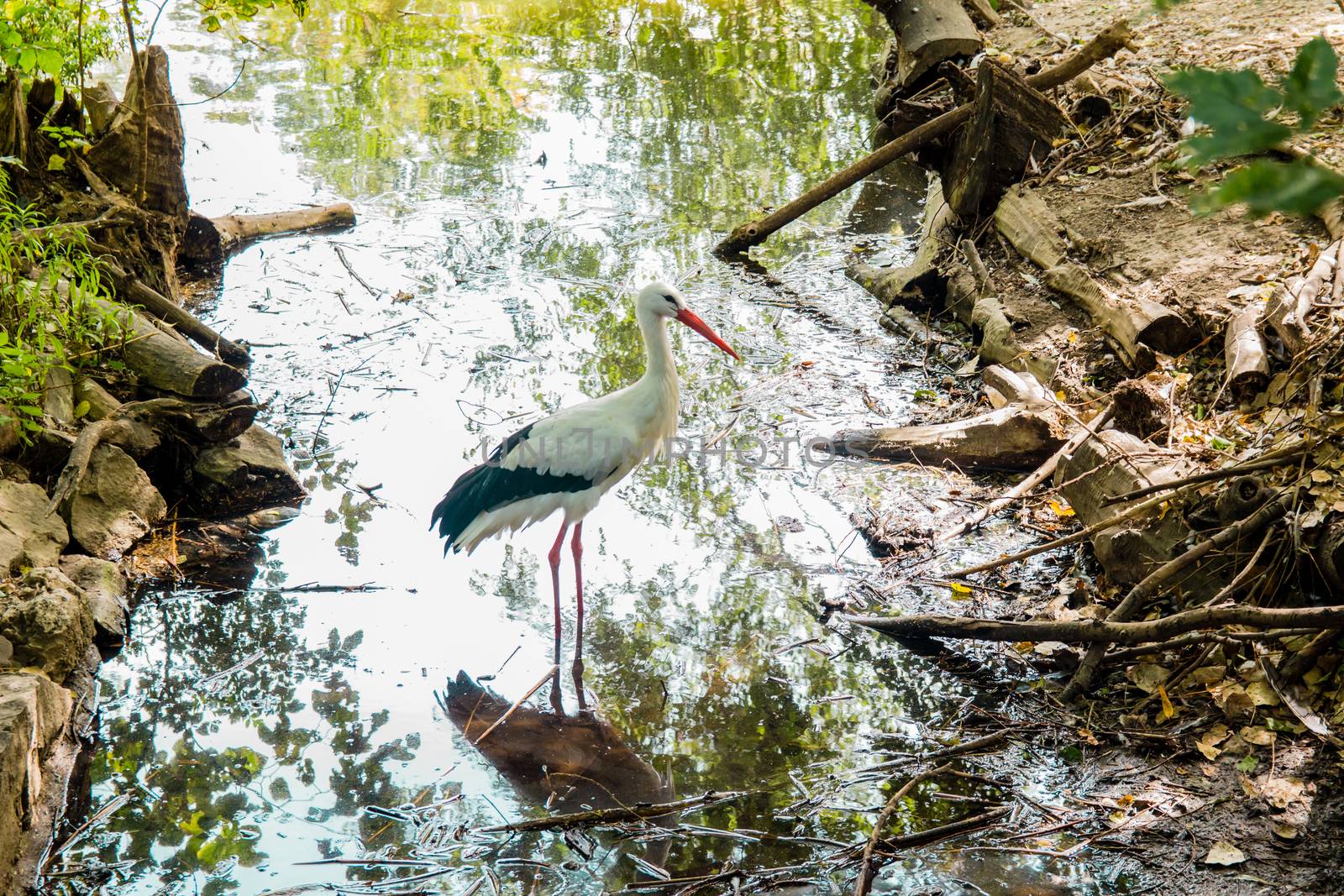 White Stork standing in the lake.