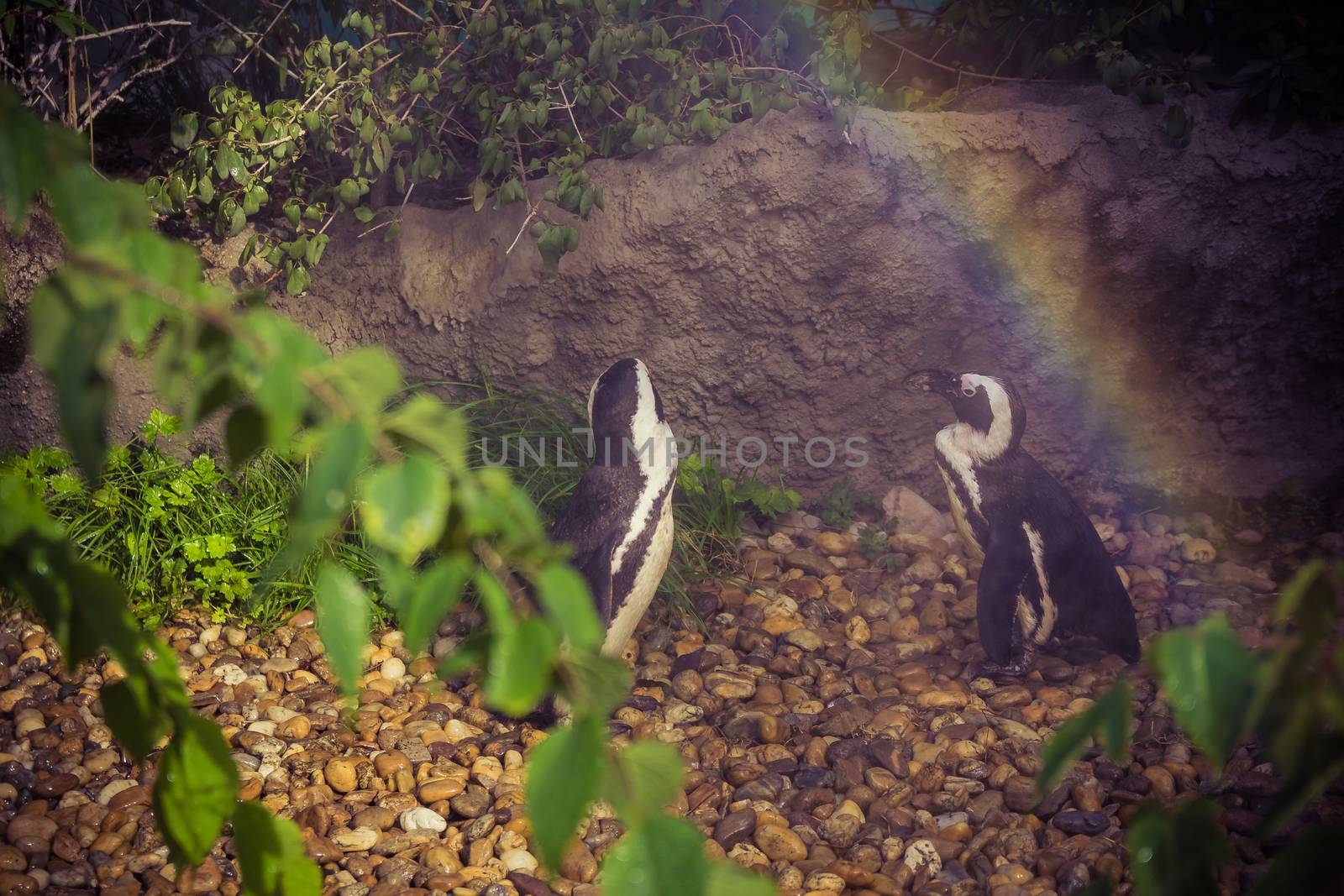 Penguins in cage at the zoo. Spray water on them and it creates a rainbow.
