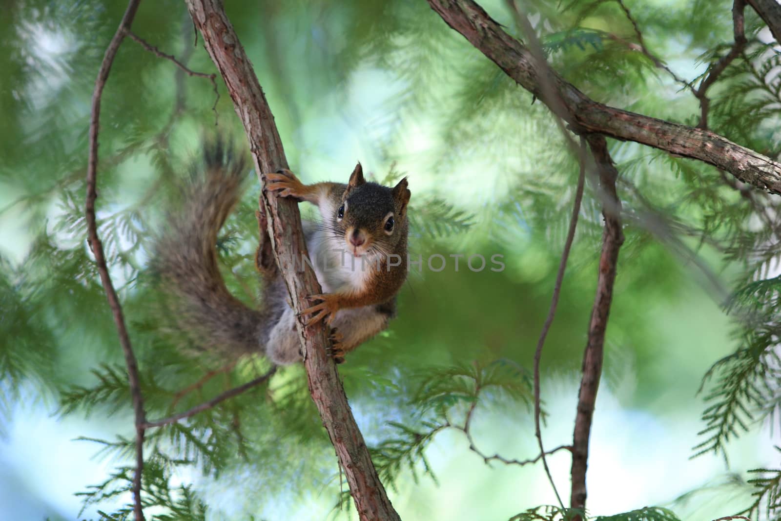 Red Squirrel on branch in tree summer