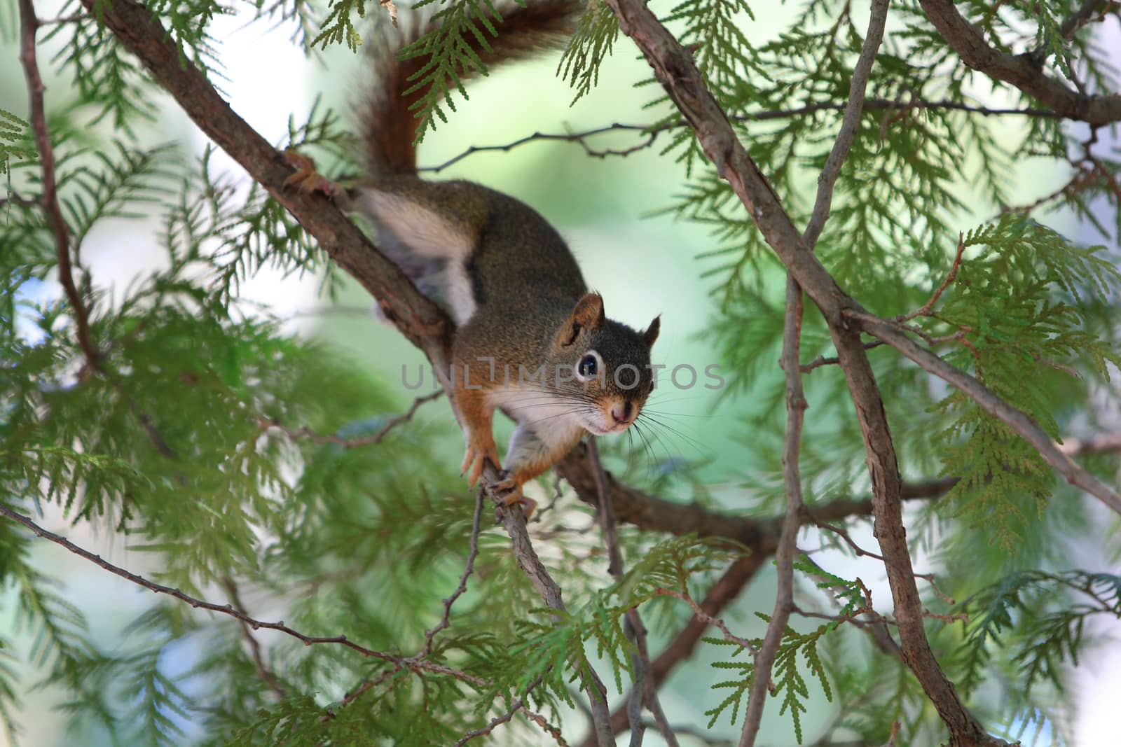 Red Squirrel on branch in tree summer