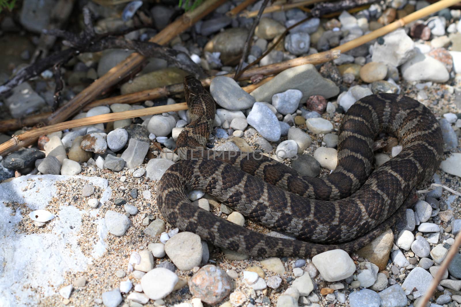 Northern Water Snake warming in summer sun