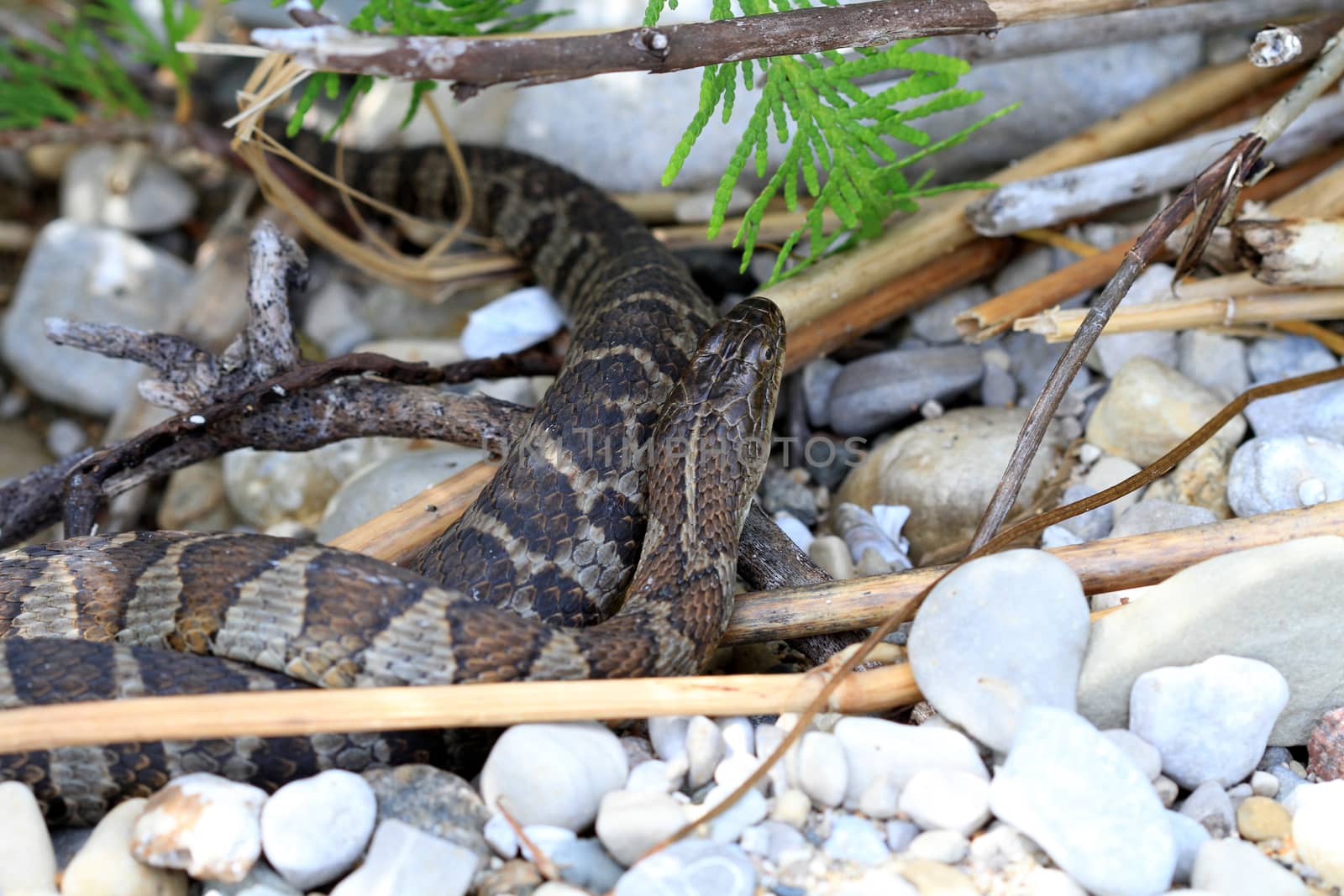 Northern Water Snake warming in summer sun