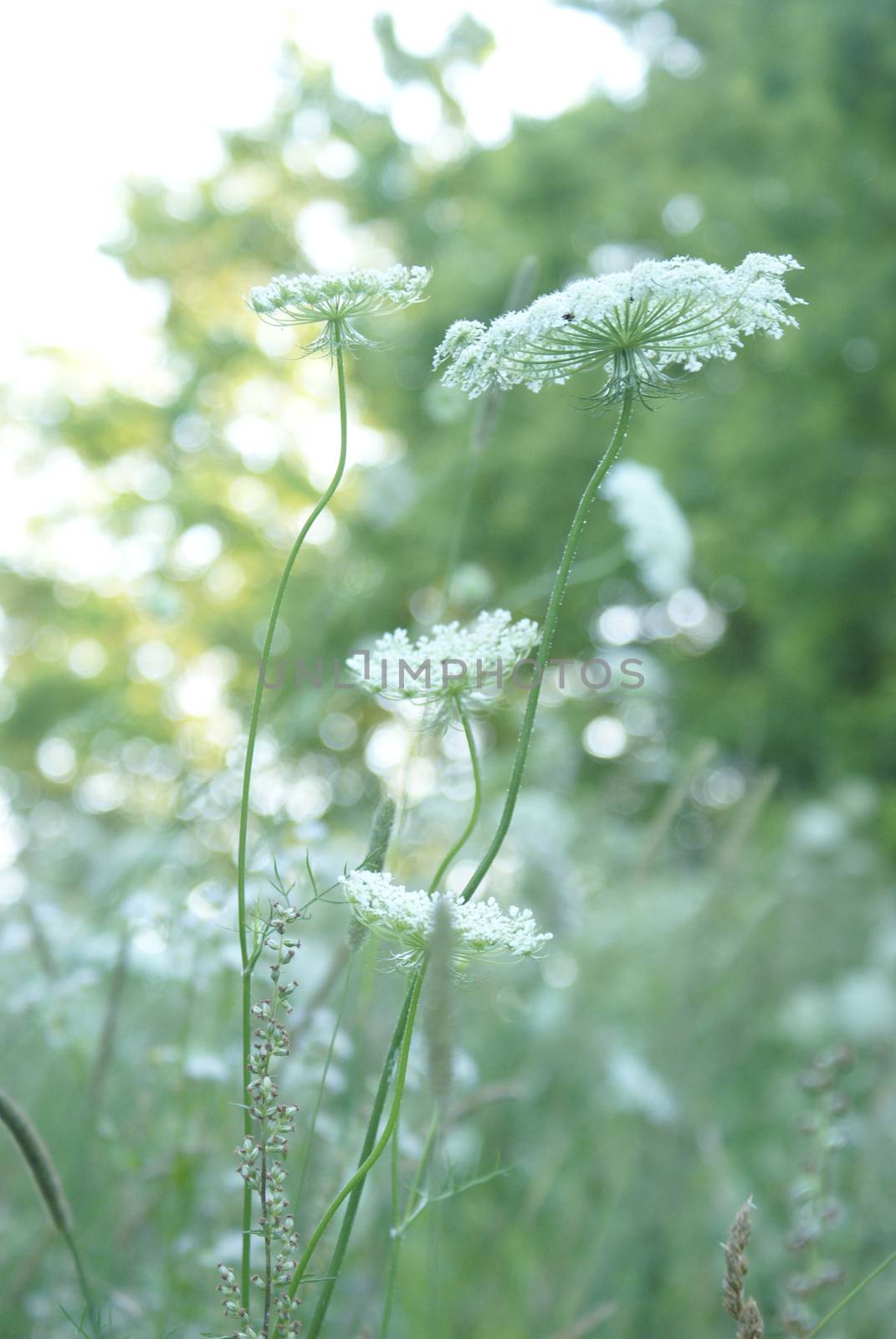 A single image of a set of images capturing the abunadant beauty of the graceful Queen Anne Lace Flowers in full summer bloom located in Eastern Ontario, Canada.