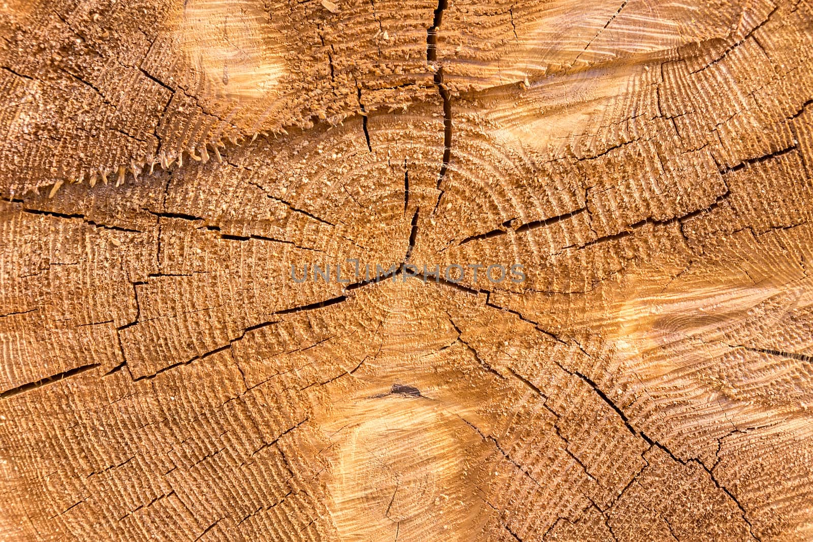 The photo shows the texture of the tree, the background