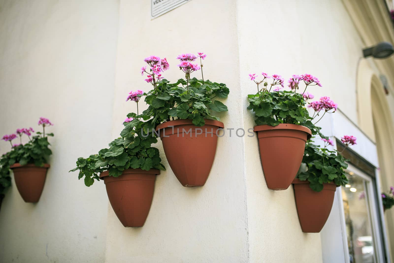 pink flowers in the wall